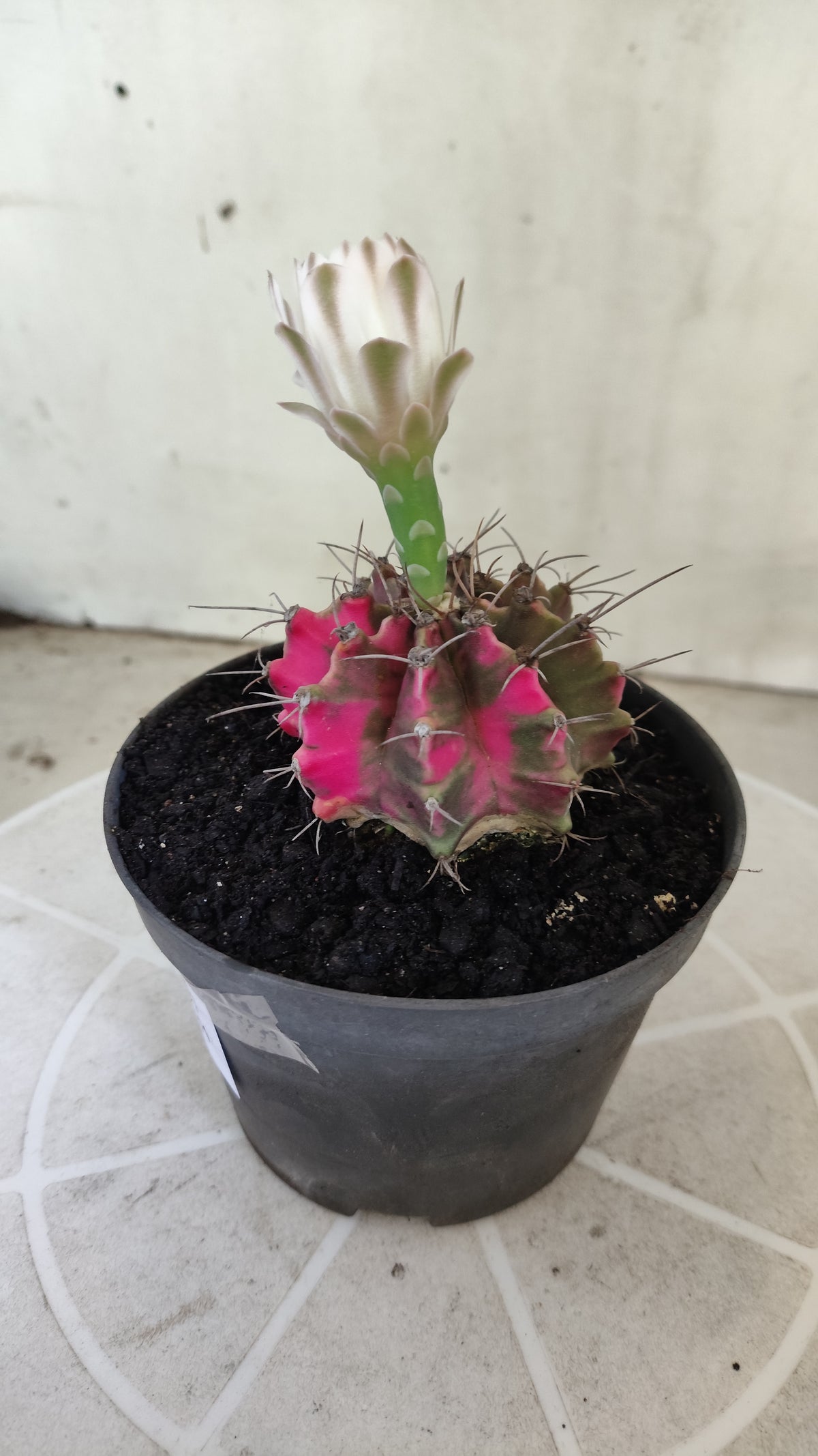 GYMNOCALYCIUM Mihanovichii Variegata Nº 1497 – vaso 11