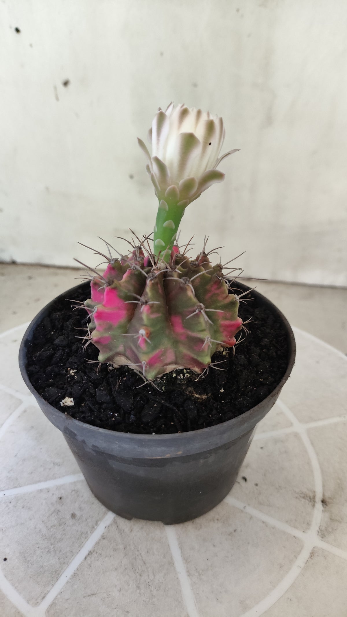 GYMNOCALYCIUM Mihanovichii Variegata Nº 1497 – vaso 11