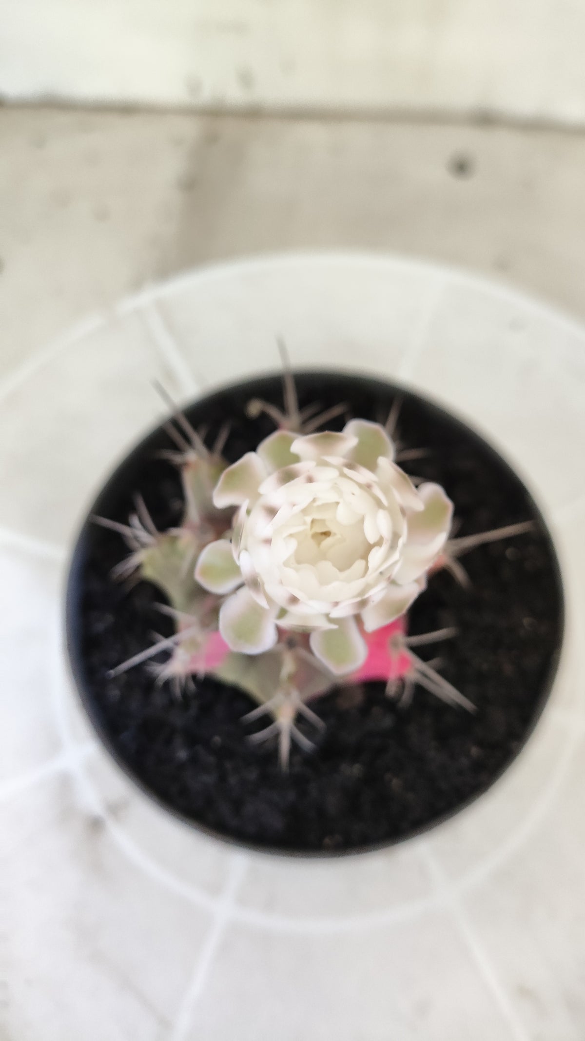 GYMNOCALYCIUM Mihanovichii Variegata Nº 1497 – vaso 11