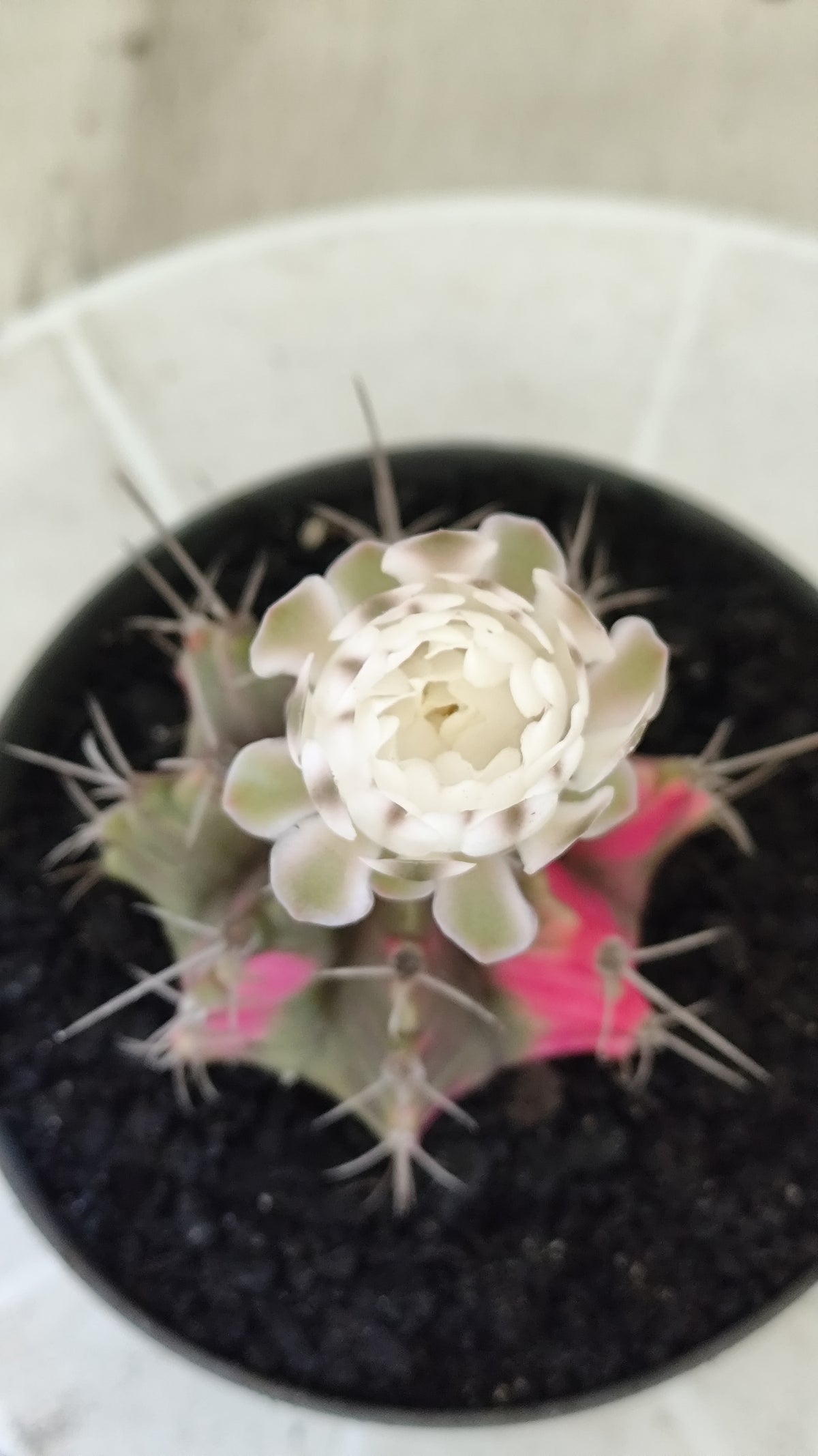 GYMNOCALYCIUM Mihanovichii Variegata Nº 1497 – vaso 11