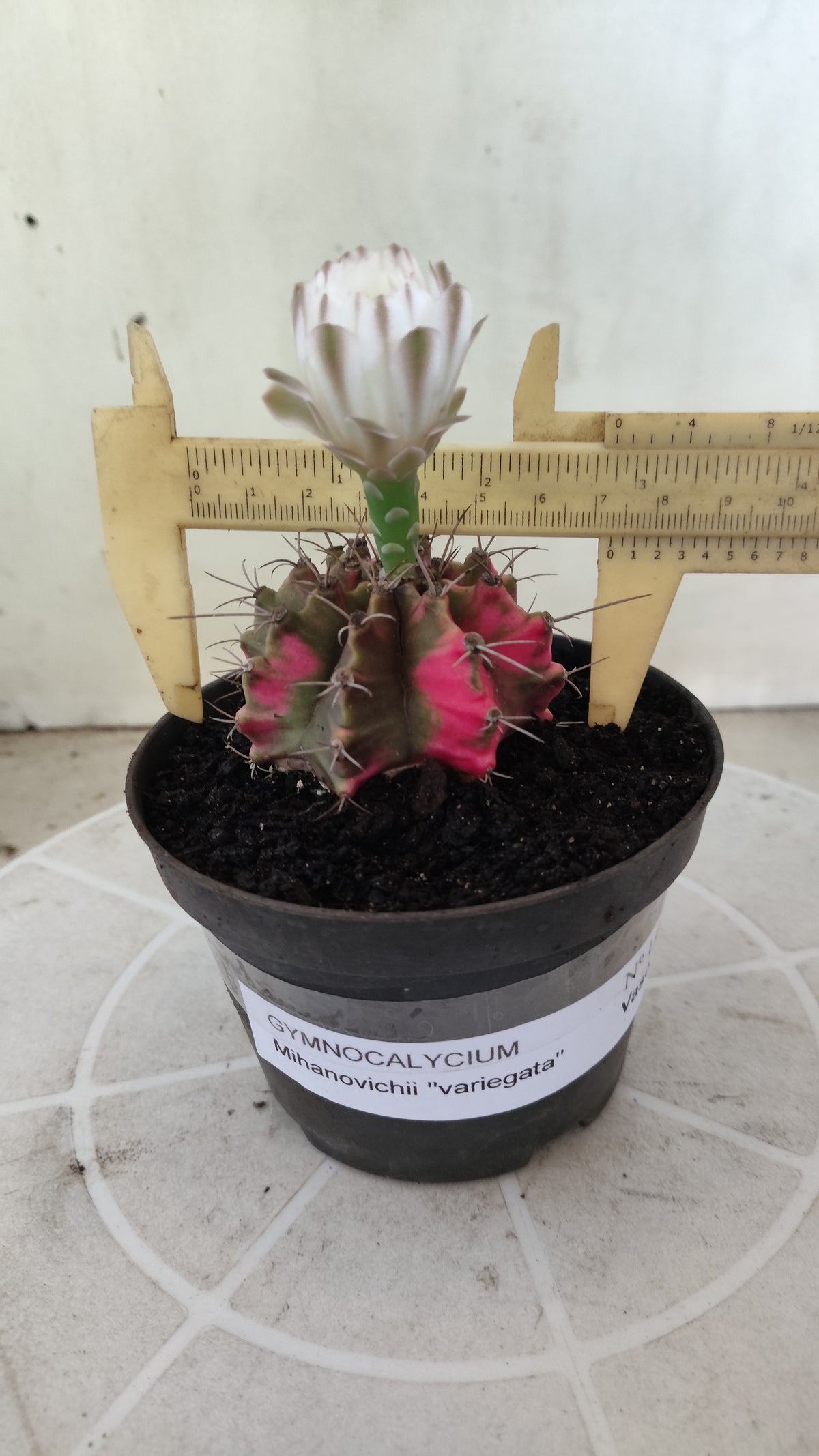 GYMNOCALYCIUM Mihanovichii Variegata Nº 1497 – vaso 11