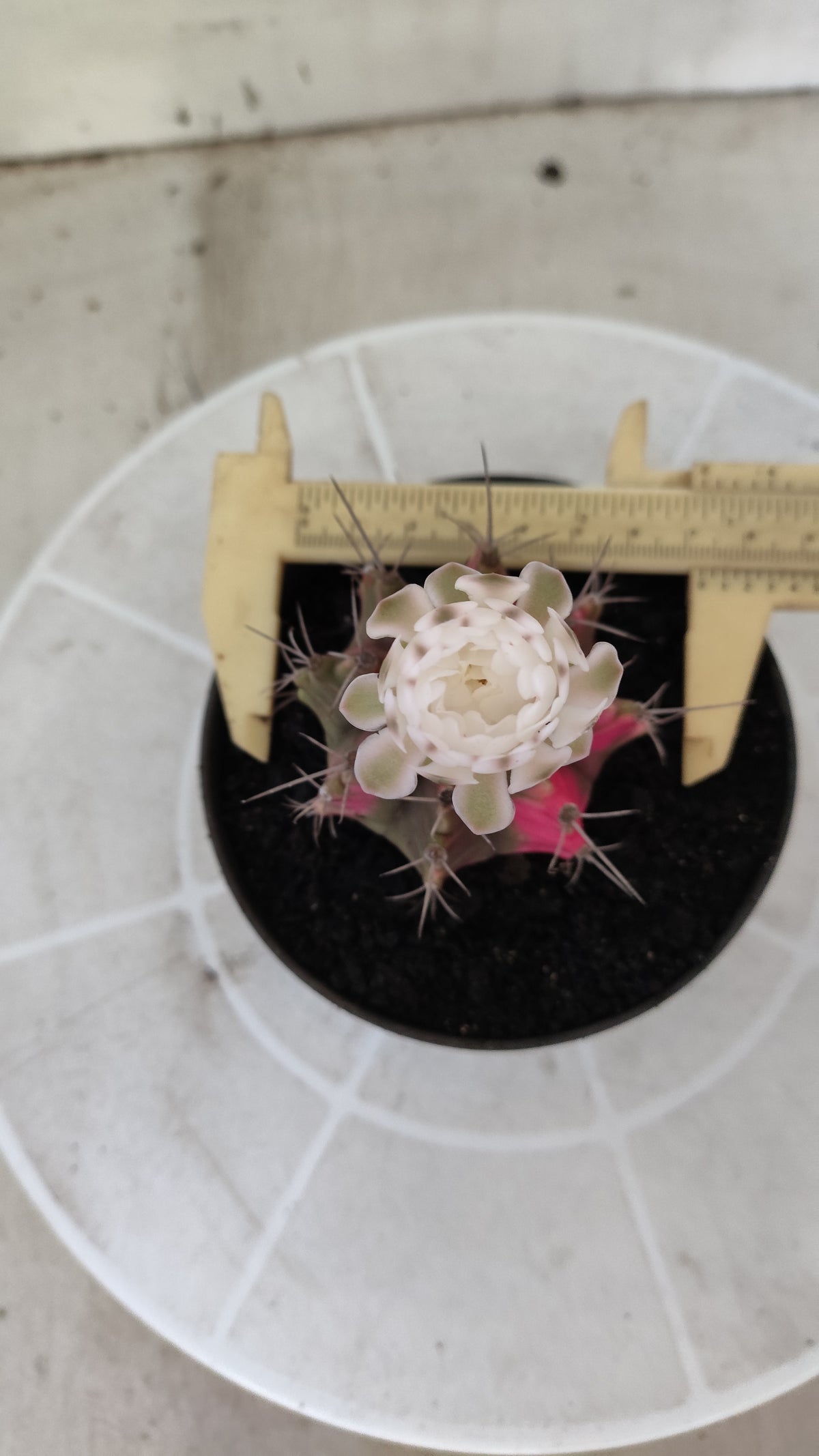 GYMNOCALYCIUM Mihanovichii Variegata Nº 1497 – vaso 11