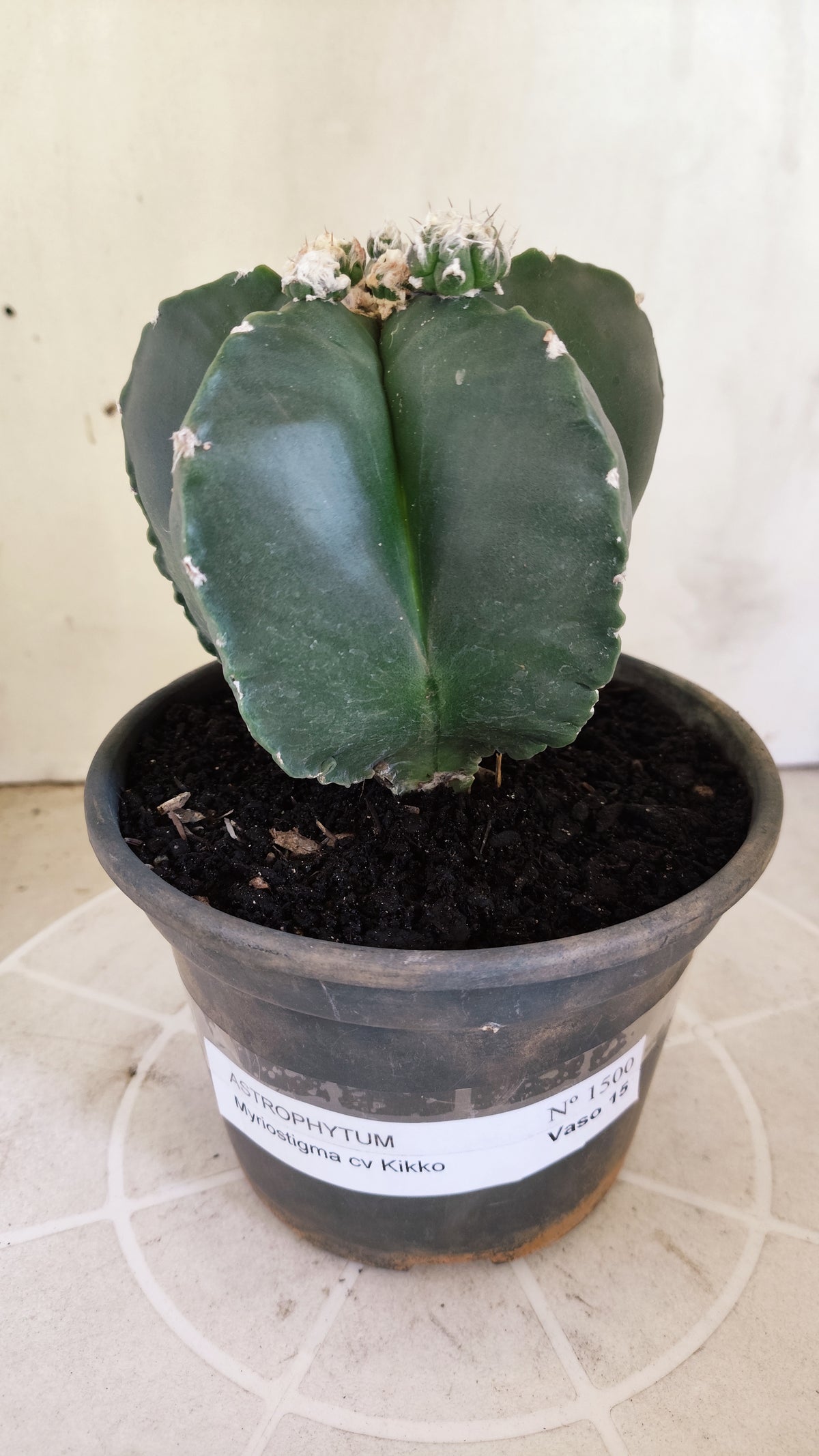 Matriz ASTROPHYTUM MYRIOSTIGMA cv KIKKO "Nudum Prolifero" Nº 1500 – vaso 15