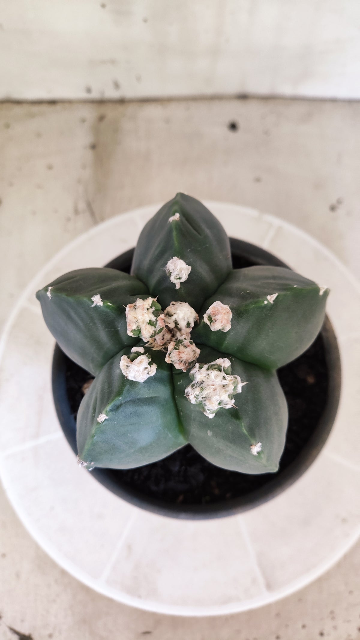 Matriz ASTROPHYTUM MYRIOSTIGMA cv KIKKO "Nudum Prolifero" Nº 1500 – vaso 15