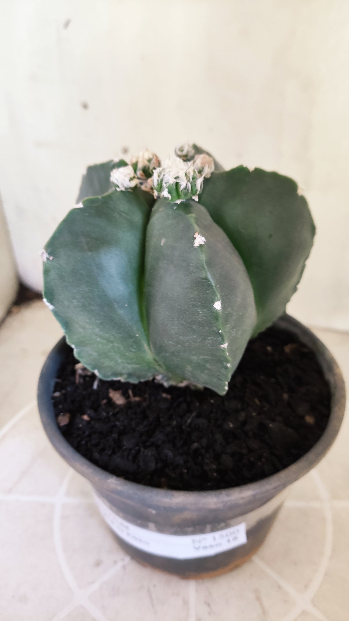 Matriz ASTROPHYTUM MYRIOSTIGMA cv KIKKO "Nudum Prolifero" Nº 1500 – vaso 15
