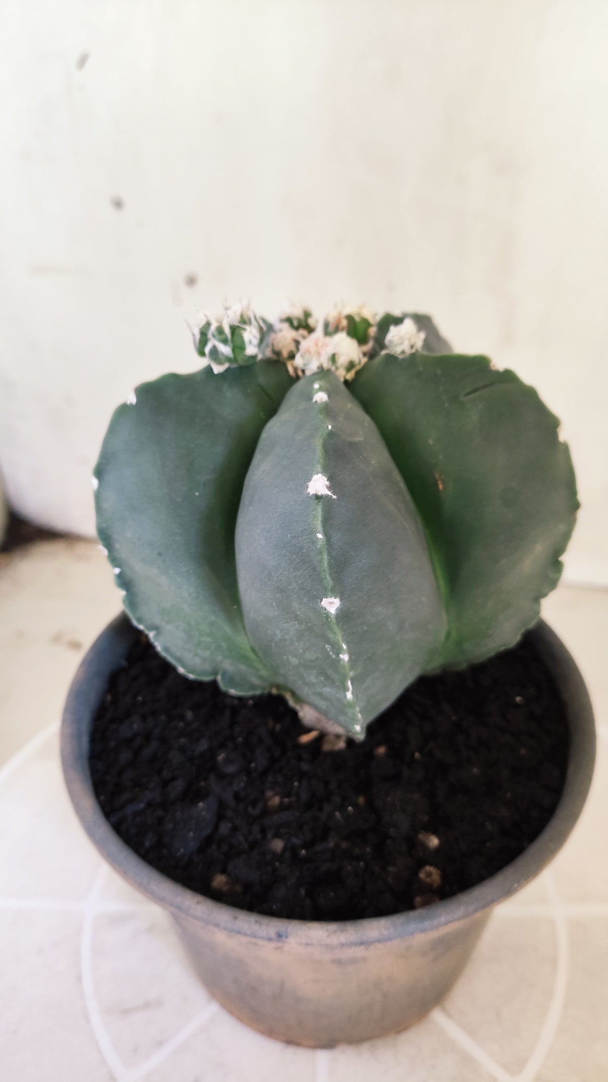 Matriz ASTROPHYTUM MYRIOSTIGMA cv KIKKO "Nudum Prolifero" Nº 1500 – vaso 15