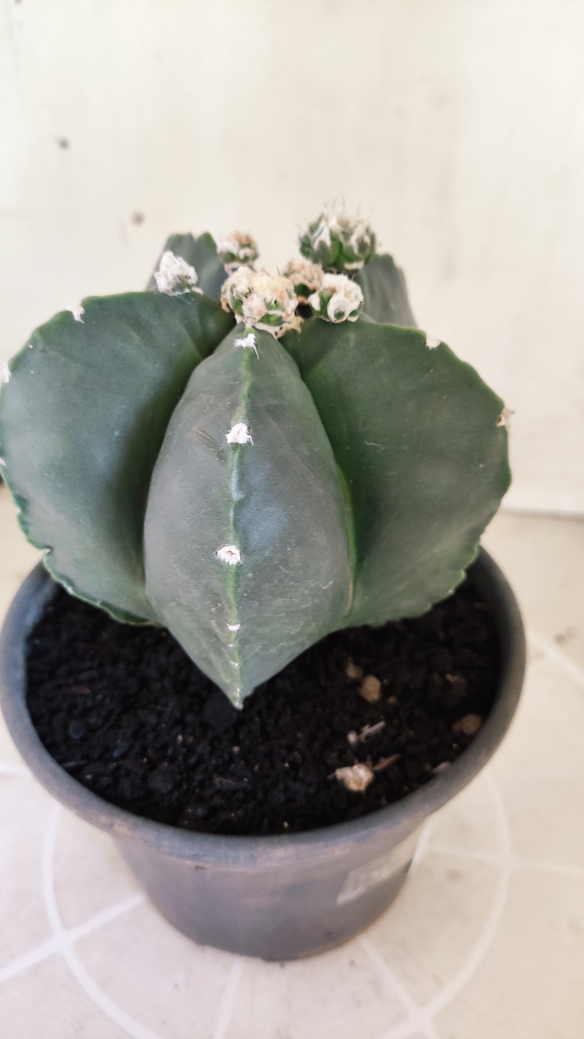 Matriz ASTROPHYTUM MYRIOSTIGMA cv KIKKO "Nudum Prolifero" Nº 1500 – vaso 15