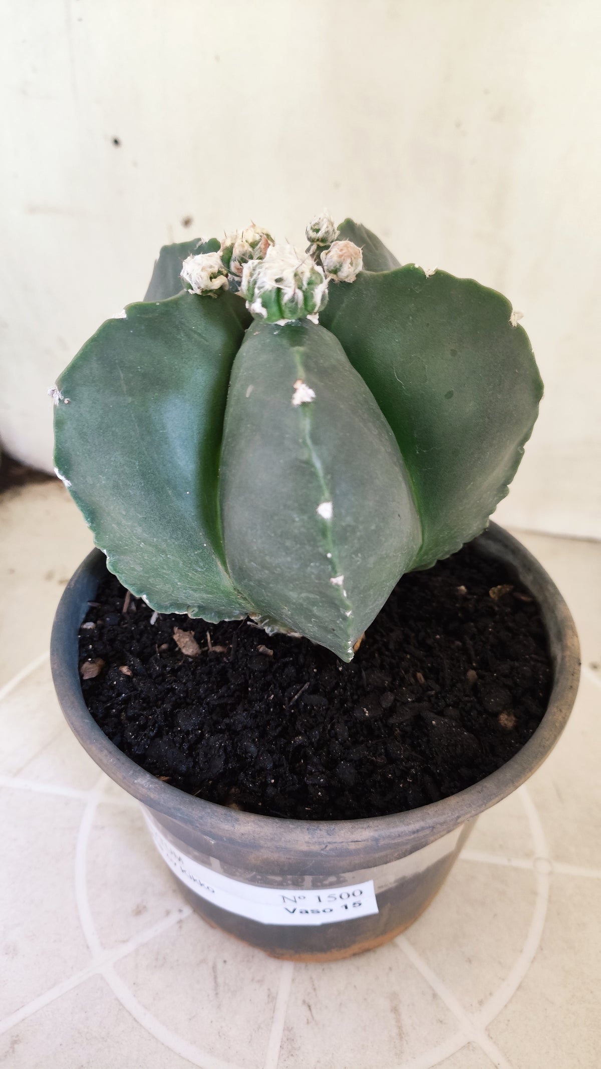 Matriz ASTROPHYTUM MYRIOSTIGMA cv KIKKO "Nudum Prolifero" Nº 1500 – vaso 15