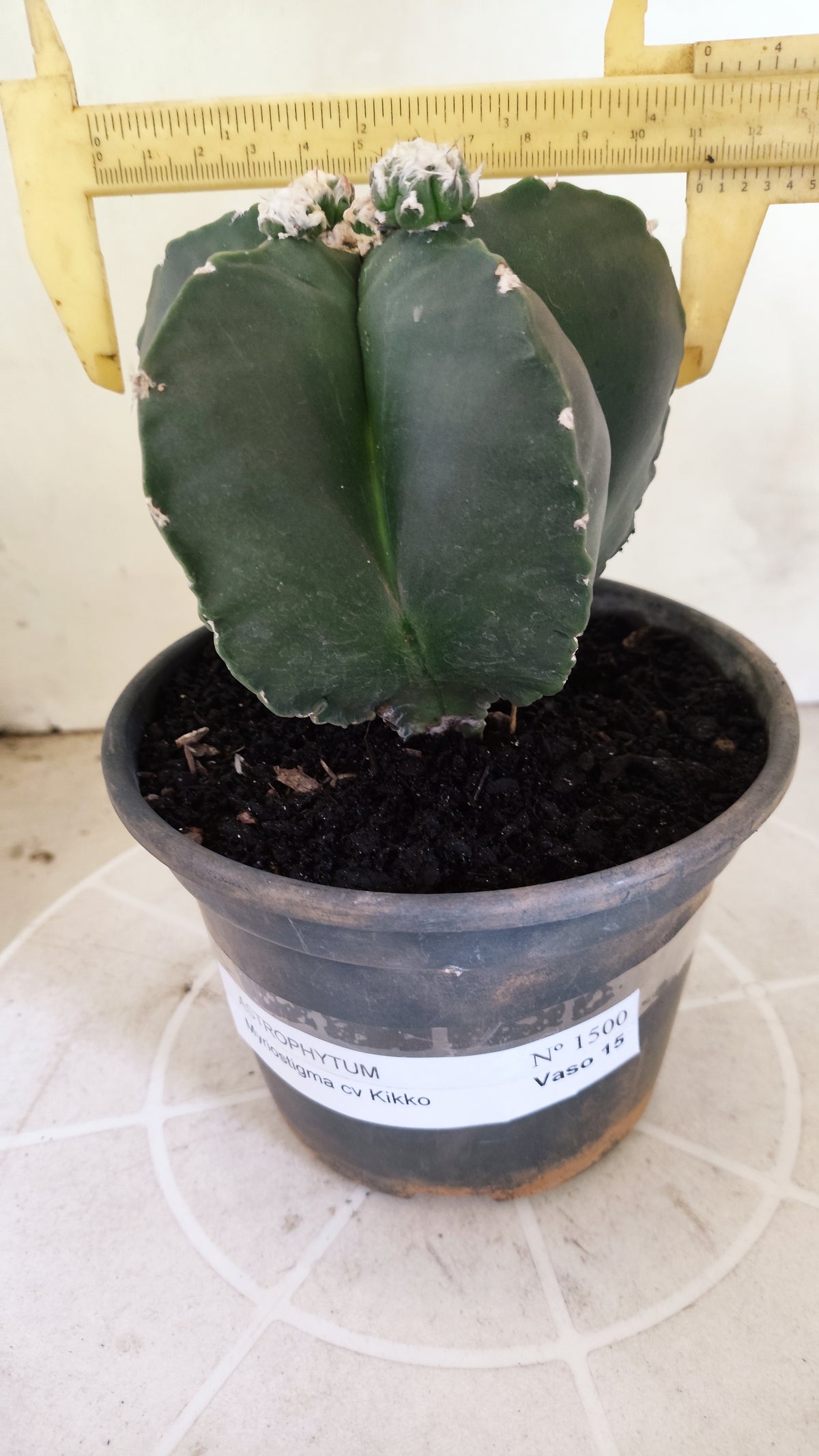 Matriz ASTROPHYTUM MYRIOSTIGMA cv KIKKO "Nudum Prolifero" Nº 1500 – vaso 15