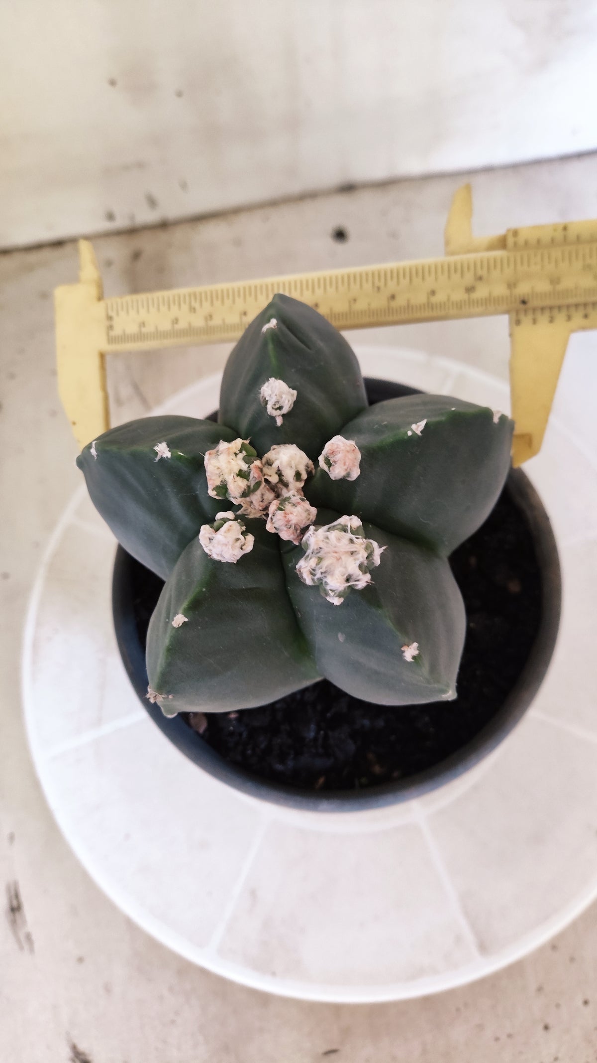 Matriz ASTROPHYTUM MYRIOSTIGMA cv KIKKO "Nudum Prolifero" Nº 1500 – vaso 15