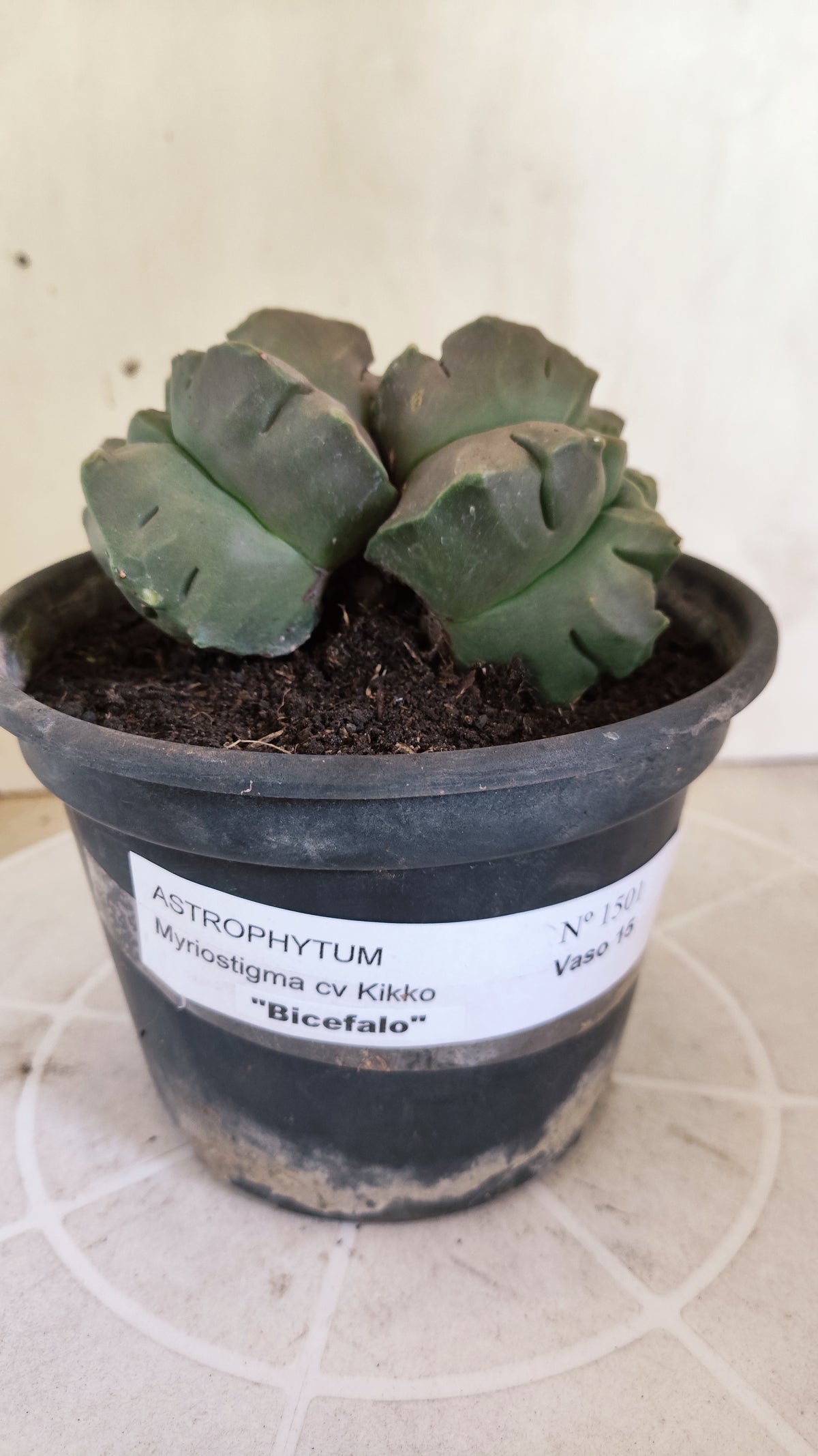 MATRIZ ASTROPHYTUM cv KIKKO "Bicefalo"  Nº 1501 – vaso 15