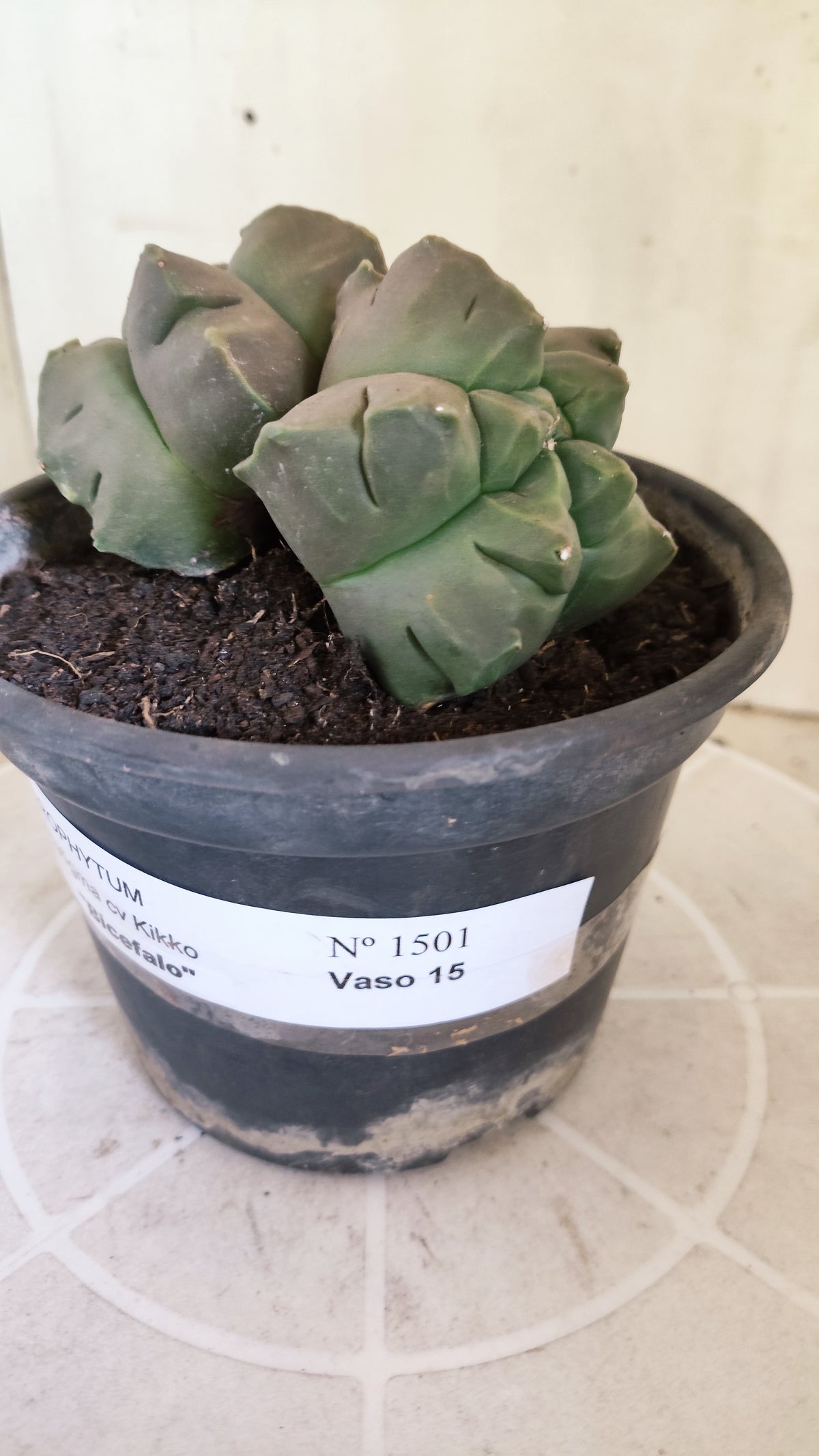 MATRIZ ASTROPHYTUM cv KIKKO "Bicefalo"  Nº 1501 – vaso 15