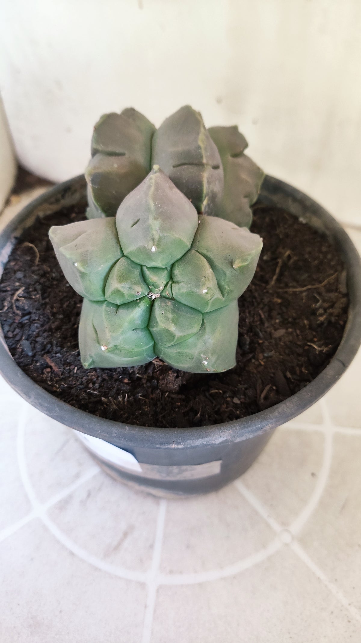 MATRIZ ASTROPHYTUM cv KIKKO "Bicefalo"  Nº 1501 – vaso 15