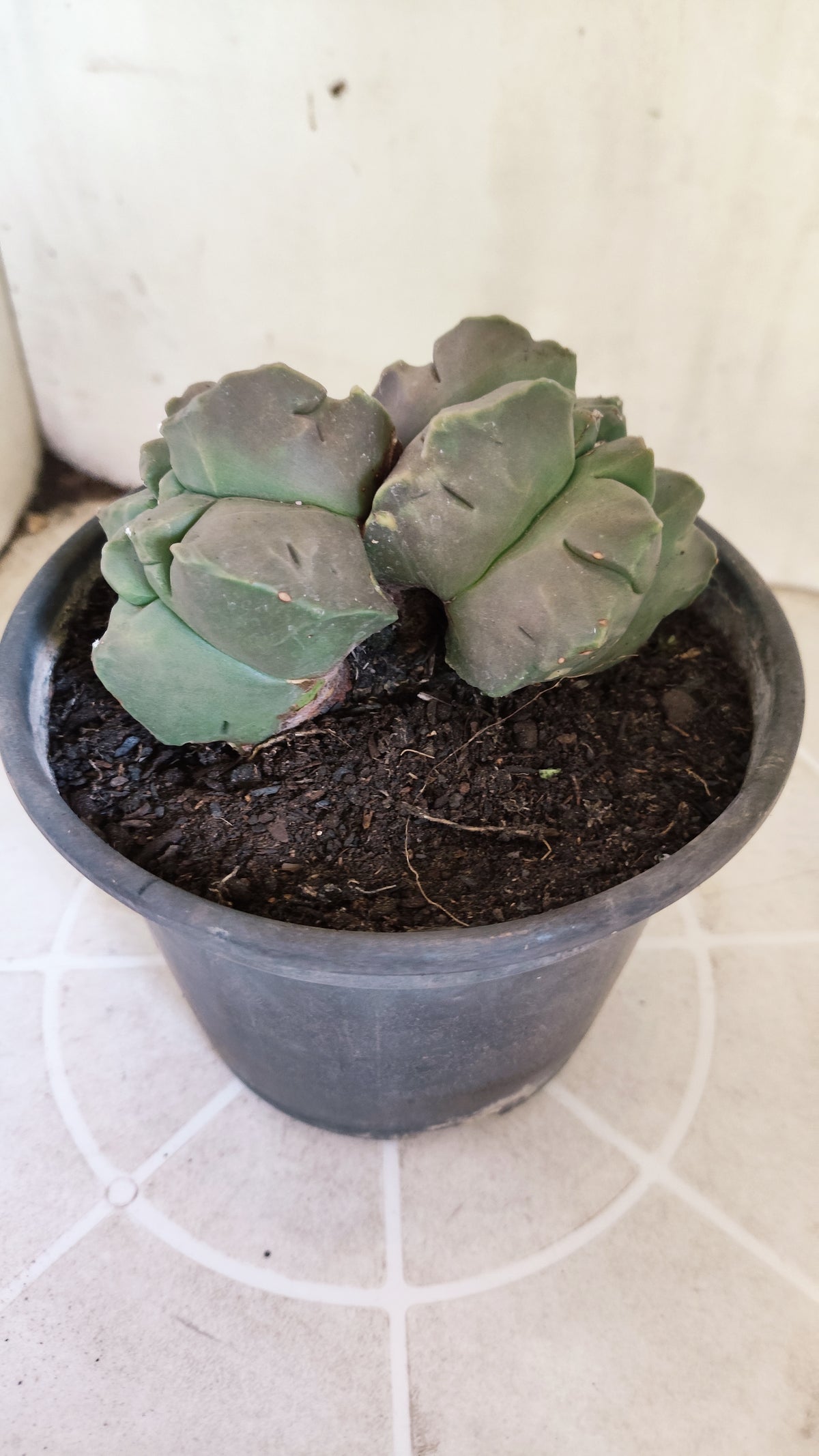 MATRIZ ASTROPHYTUM cv KIKKO "Bicefalo"  Nº 1501 – vaso 15