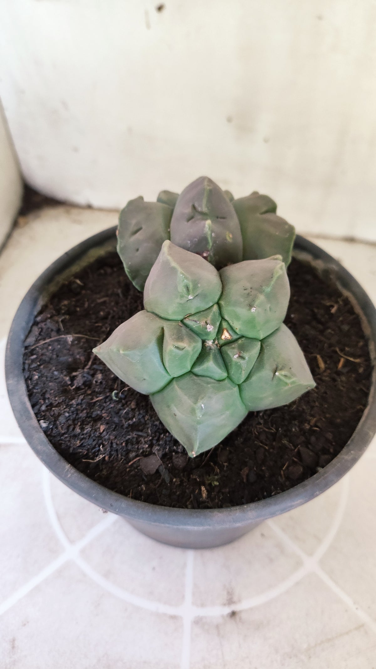 MATRIZ ASTROPHYTUM cv KIKKO "Bicefalo"  Nº 1501 – vaso 15