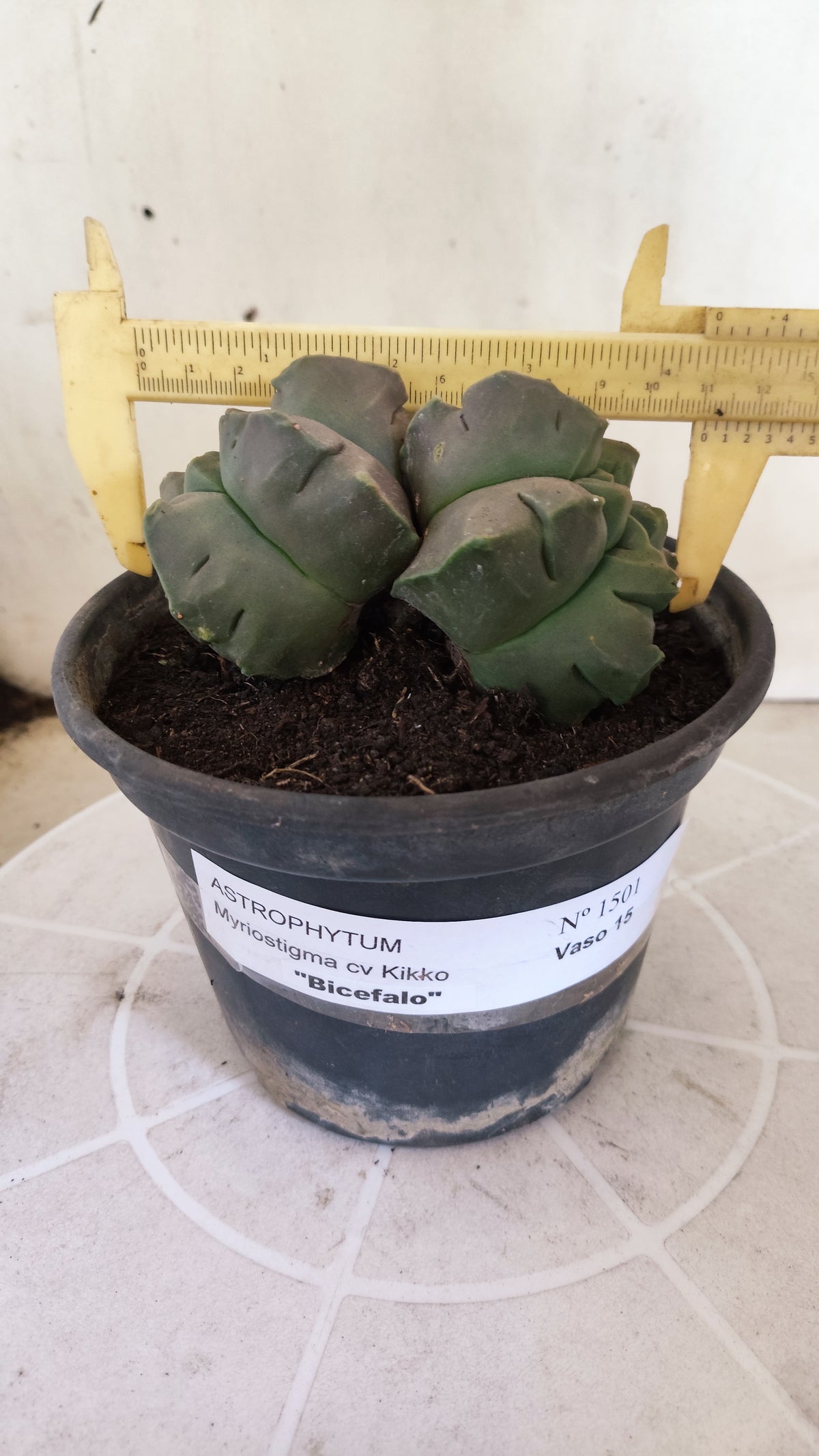 MATRIZ ASTROPHYTUM cv KIKKO "Bicefalo"  Nº 1501 – vaso 15