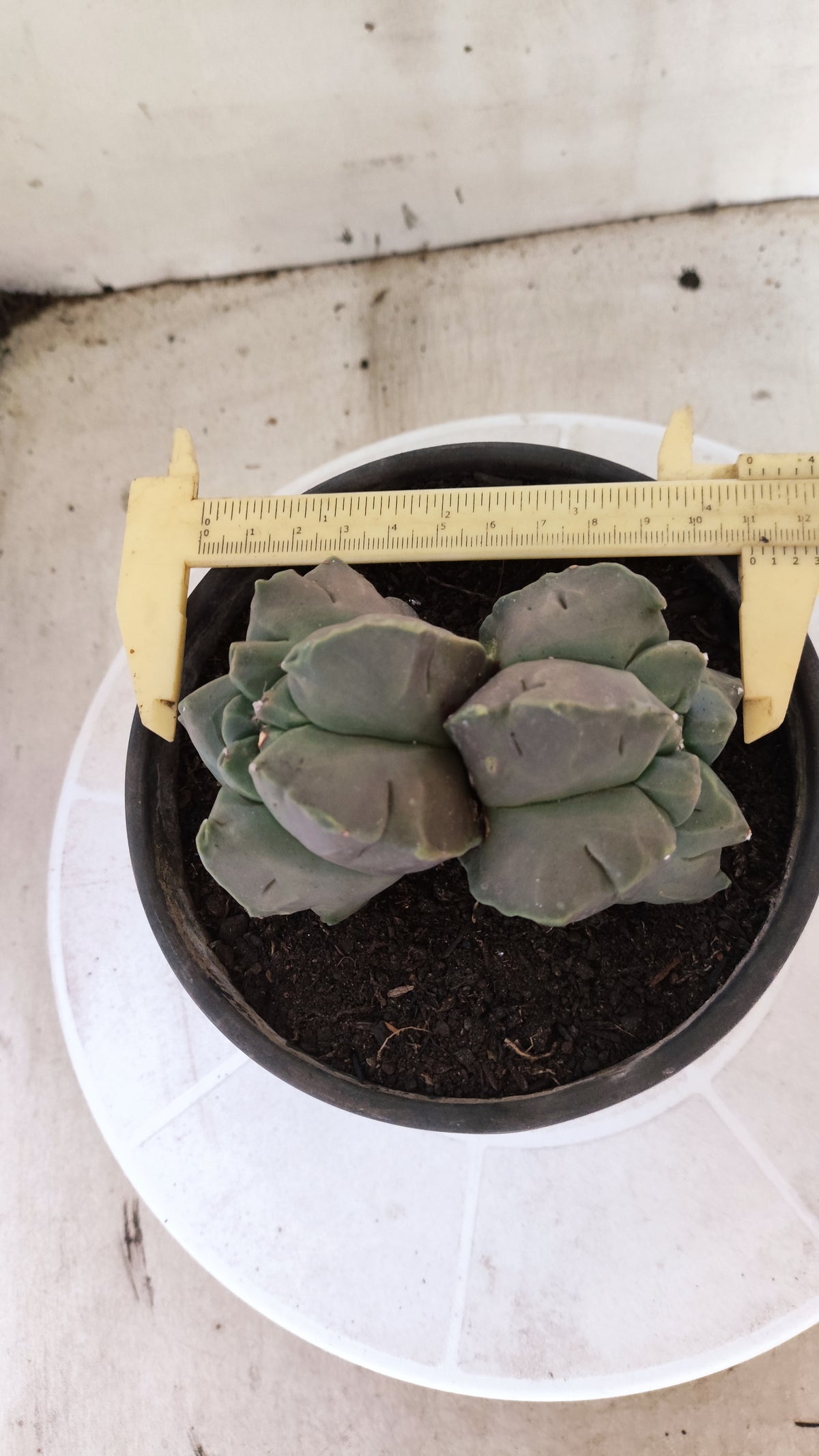 MATRIZ ASTROPHYTUM cv KIKKO "Bicefalo"  Nº 1501 – vaso 15