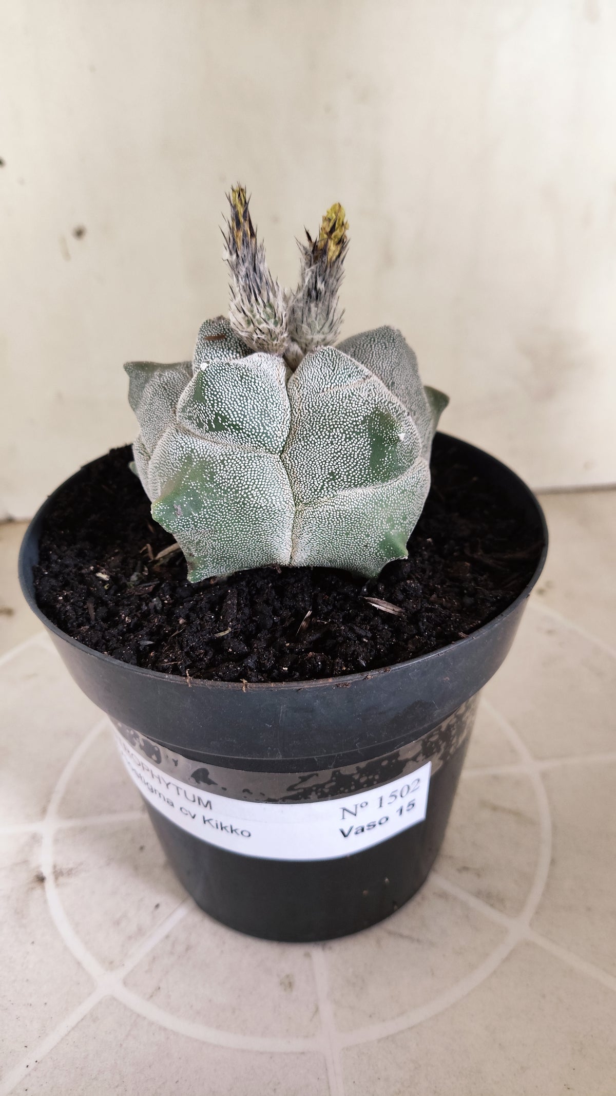 MATRIZ ASTROPHYTUM cv KIKKO  Nº 1502 – vaso 15