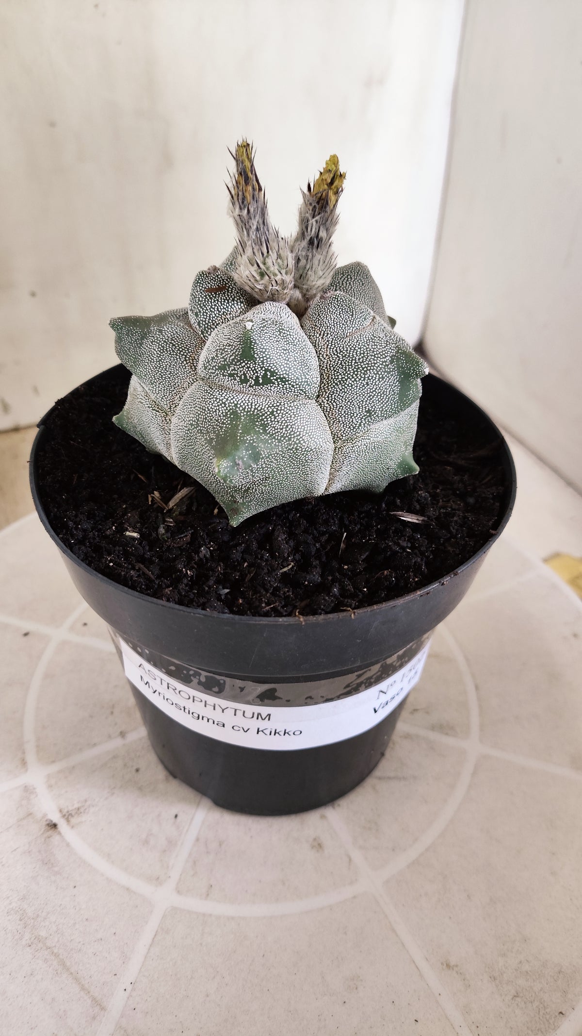 MATRIZ ASTROPHYTUM cv KIKKO  Nº 1502 – vaso 15