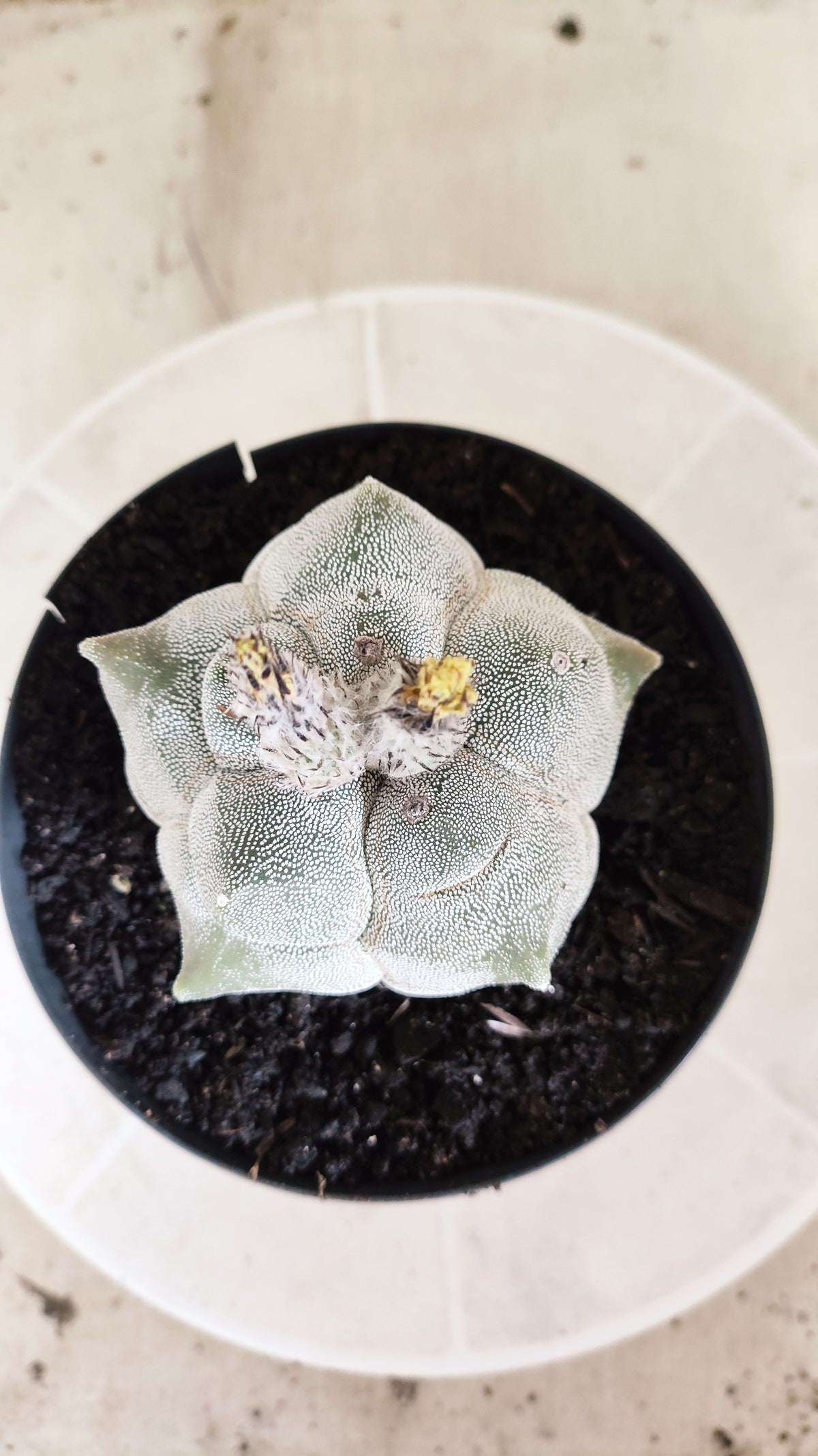 MATRIZ ASTROPHYTUM cv KIKKO  Nº 1502 – vaso 15