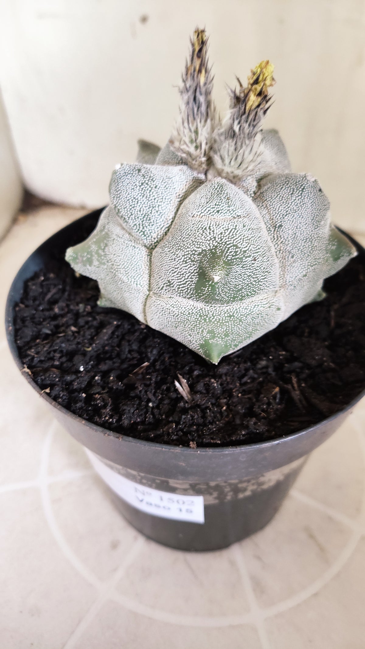 MATRIZ ASTROPHYTUM cv KIKKO  Nº 1502 – vaso 15