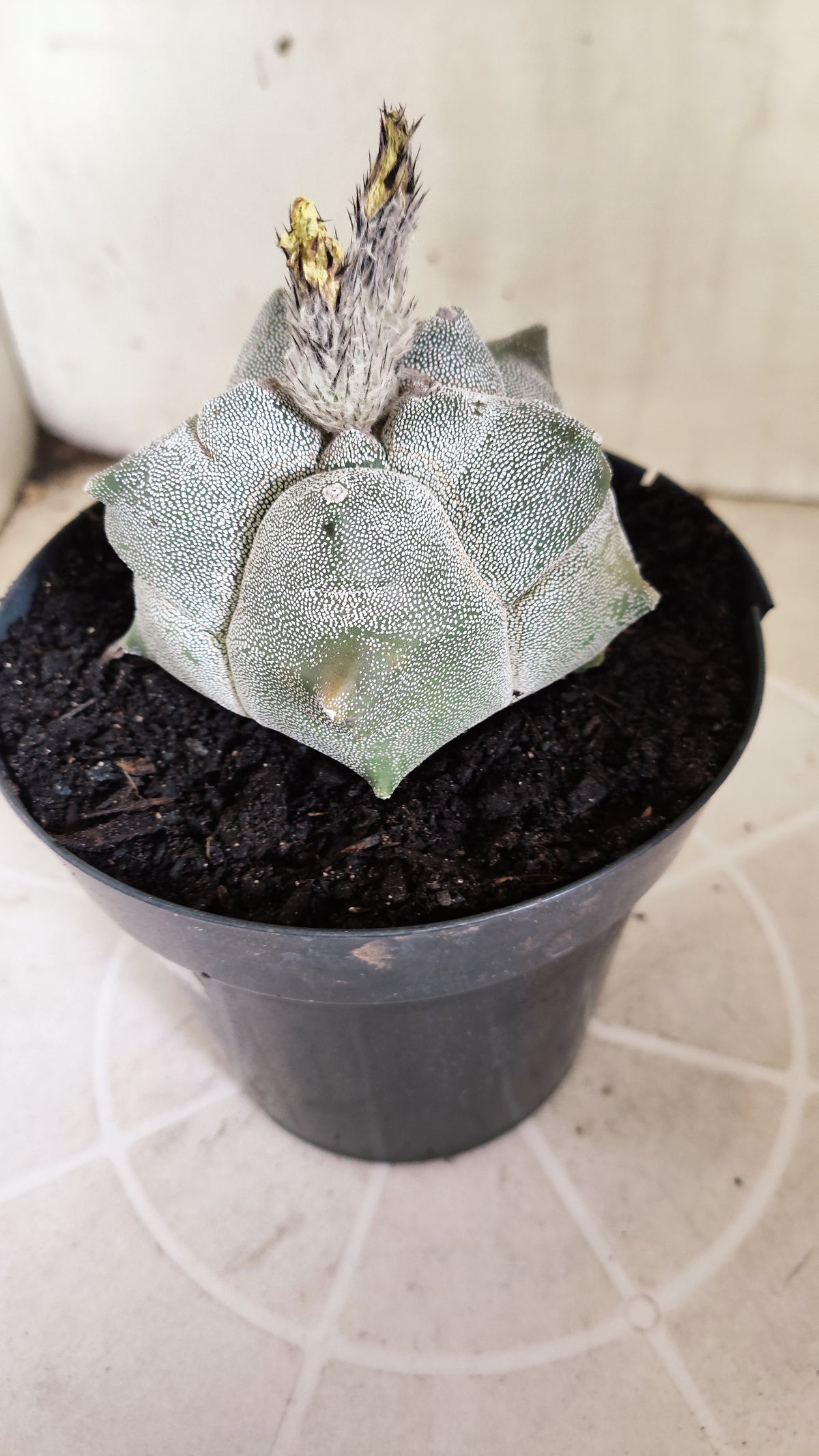 MATRIZ ASTROPHYTUM cv KIKKO  Nº 1502 – vaso 15