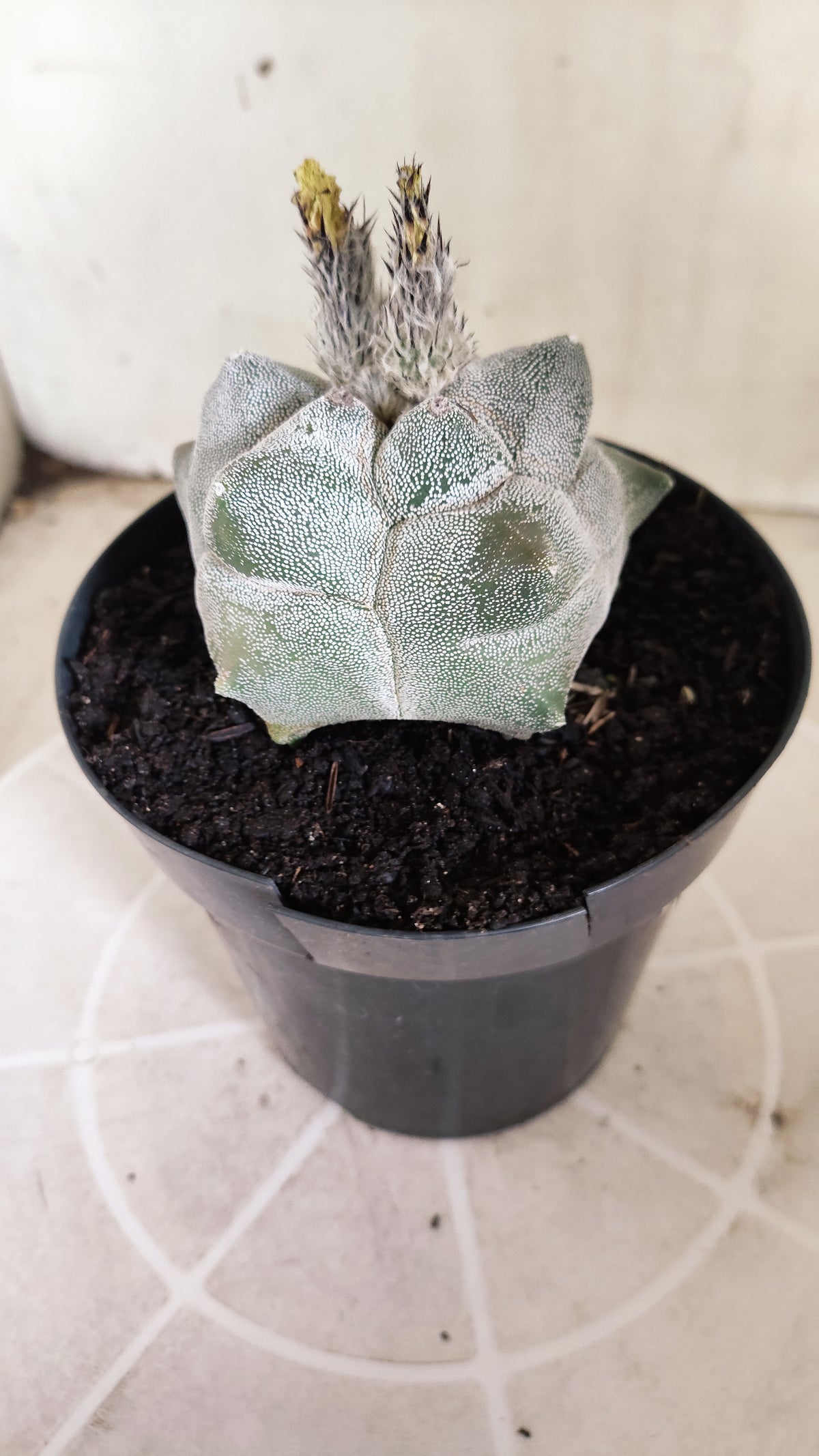 MATRIZ ASTROPHYTUM cv KIKKO  Nº 1502 – vaso 15