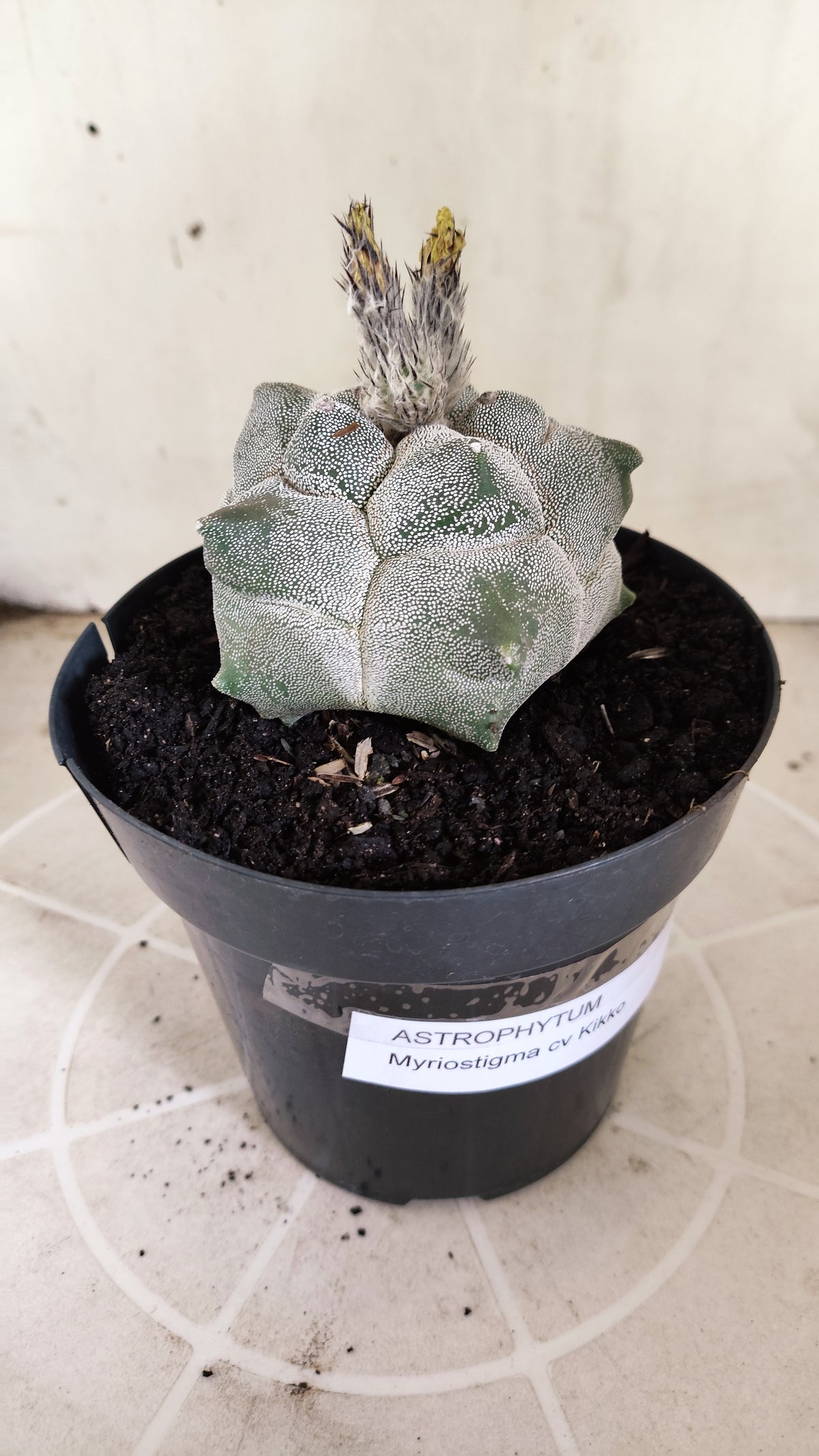 MATRIZ ASTROPHYTUM cv KIKKO  Nº 1502 – vaso 15