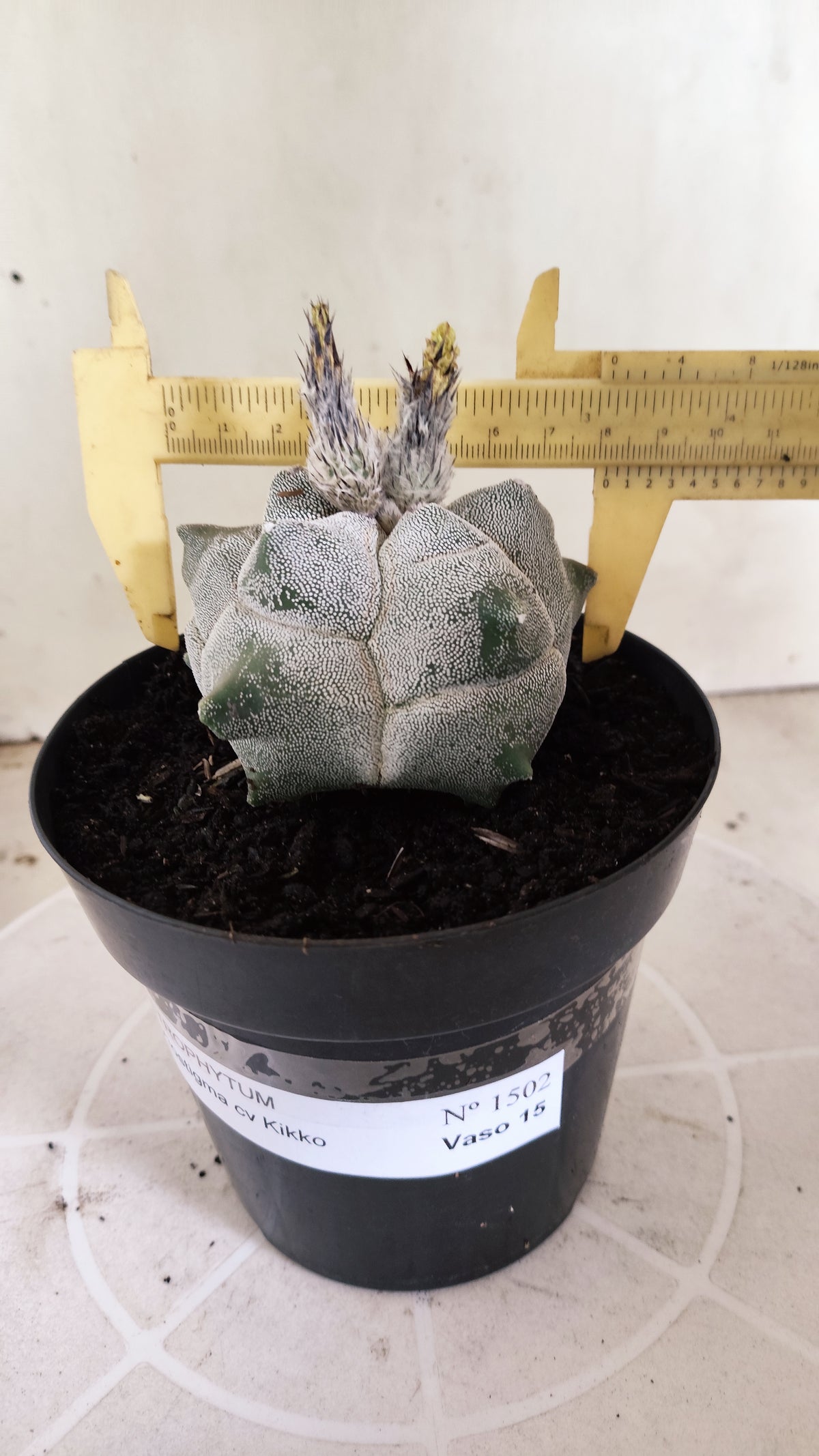 MATRIZ ASTROPHYTUM cv KIKKO  Nº 1502 – vaso 15