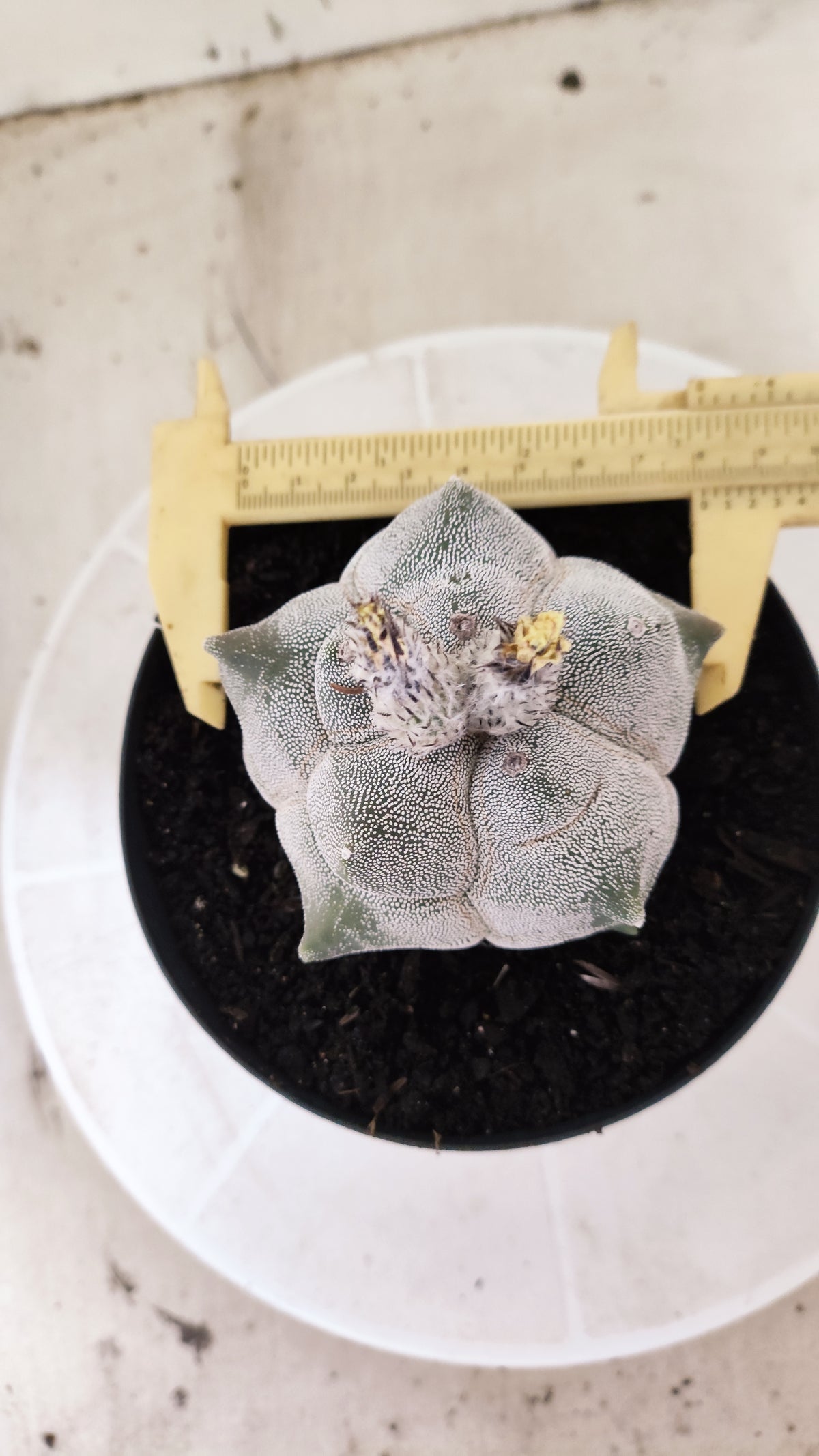 MATRIZ ASTROPHYTUM cv KIKKO  Nº 1502 – vaso 15