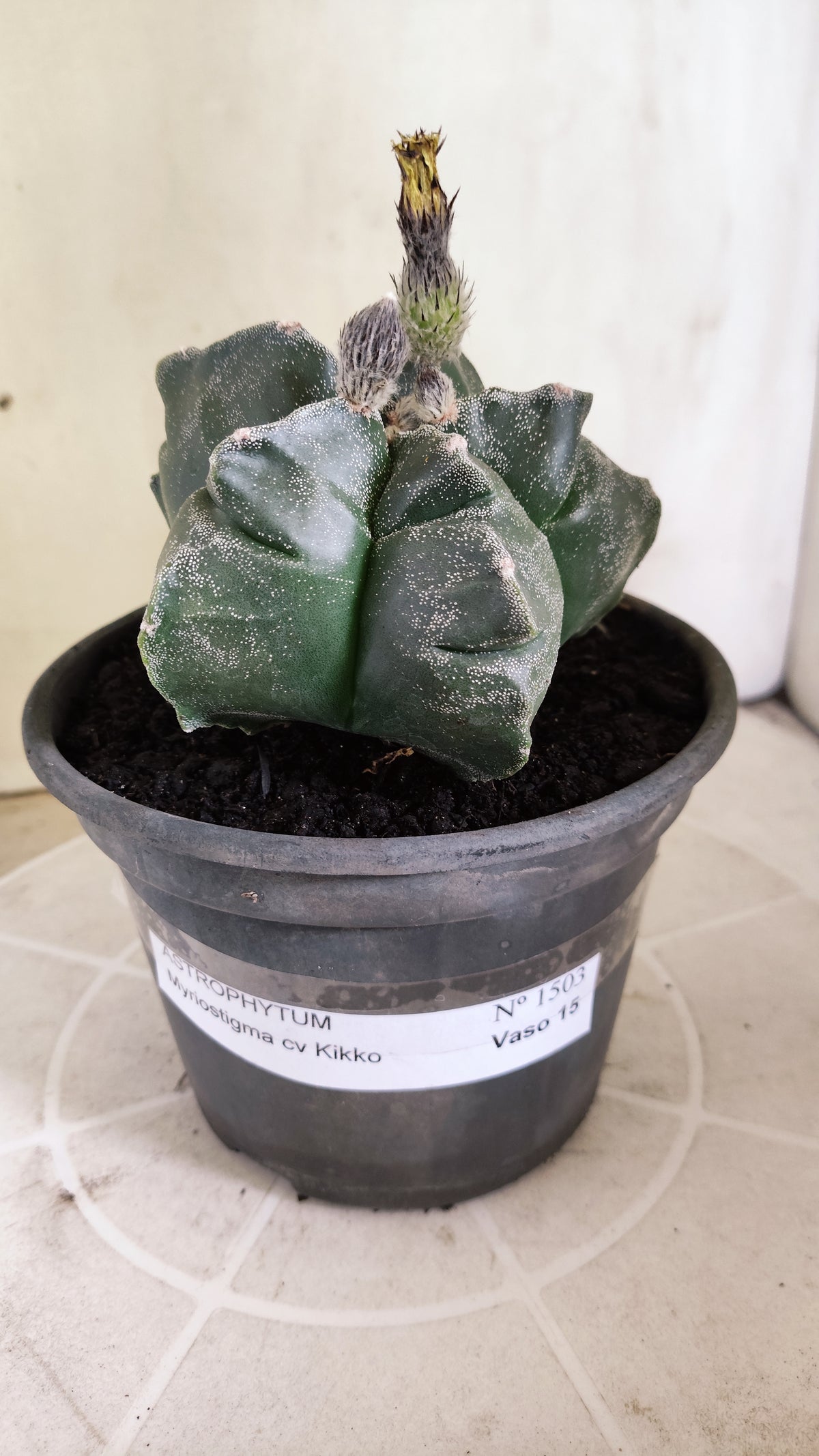 MATRIZ ASTROPHYTUM cv KIKKO  Nº 1503 – vaso 15