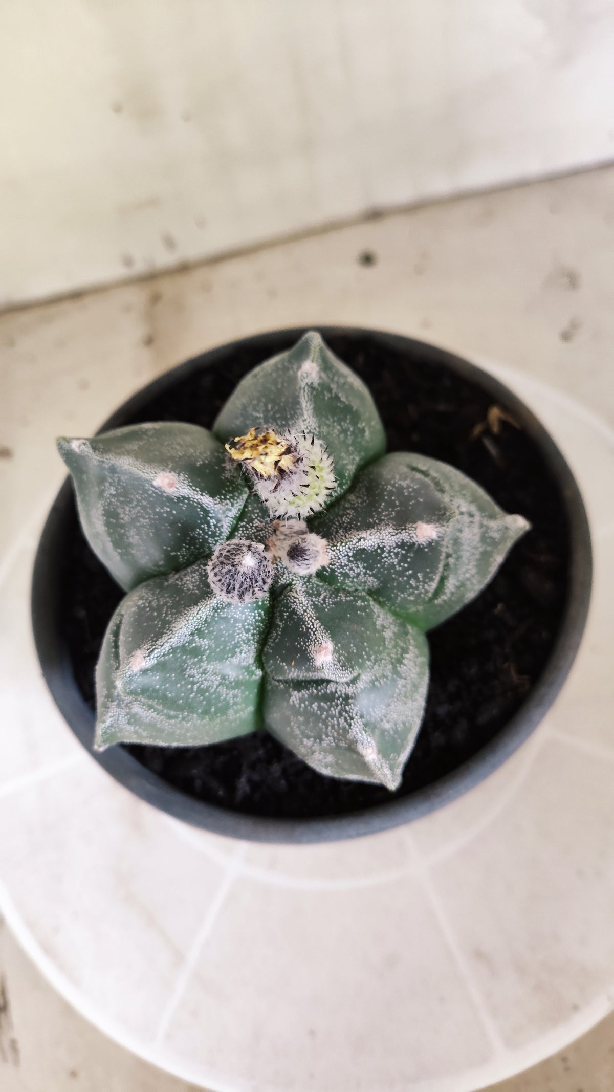 MATRIZ ASTROPHYTUM cv KIKKO  Nº 1503 – vaso 15