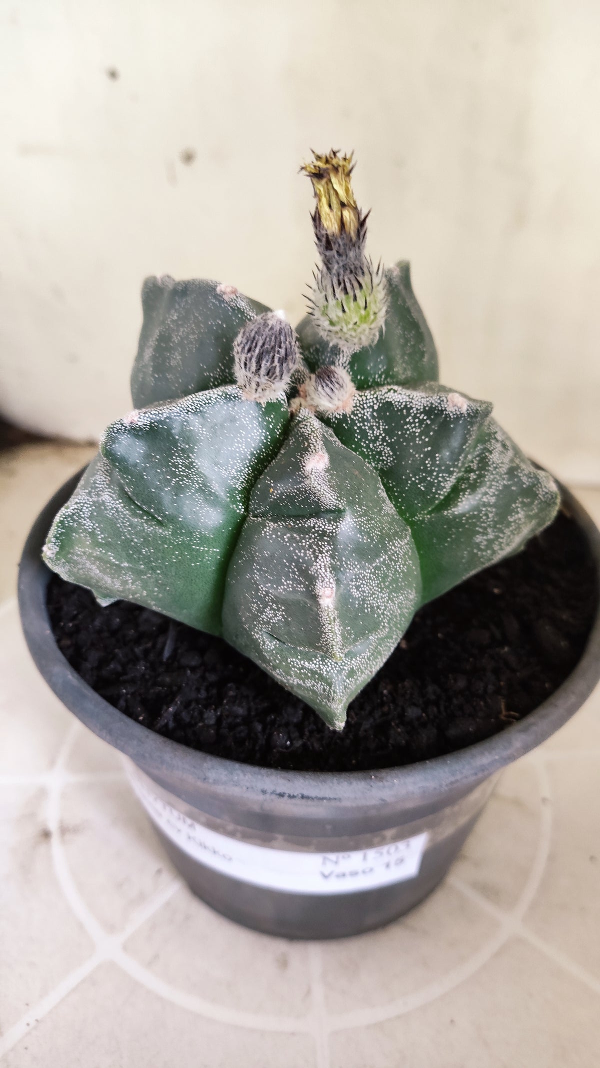 MATRIZ ASTROPHYTUM cv KIKKO  Nº 1503 – vaso 15