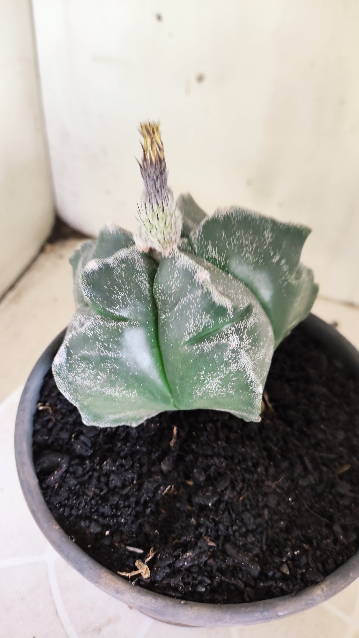 MATRIZ ASTROPHYTUM cv KIKKO  Nº 1503 – vaso 15