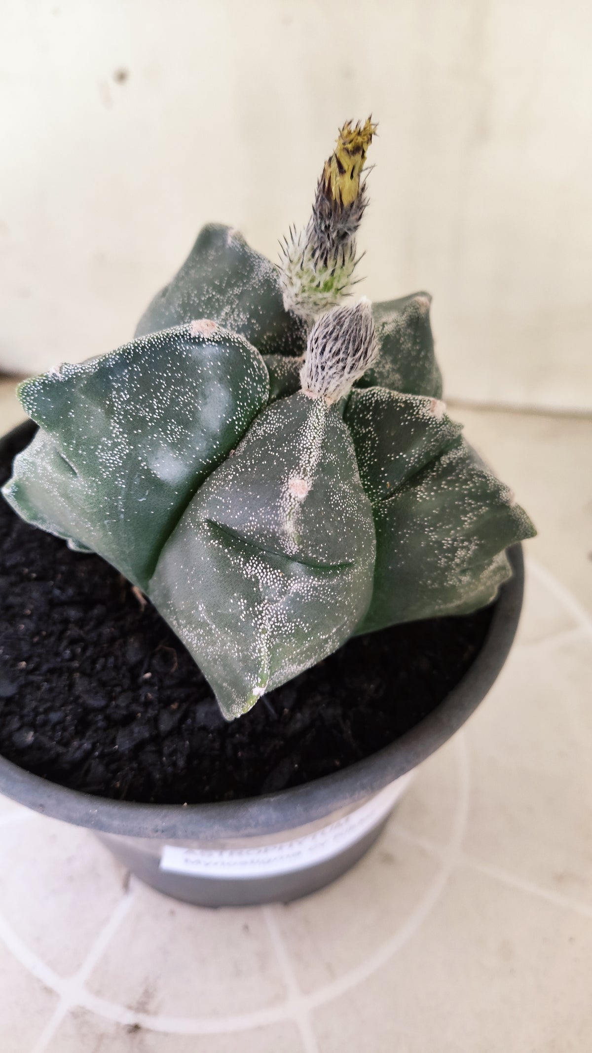 MATRIZ ASTROPHYTUM cv KIKKO  Nº 1503 – vaso 15
