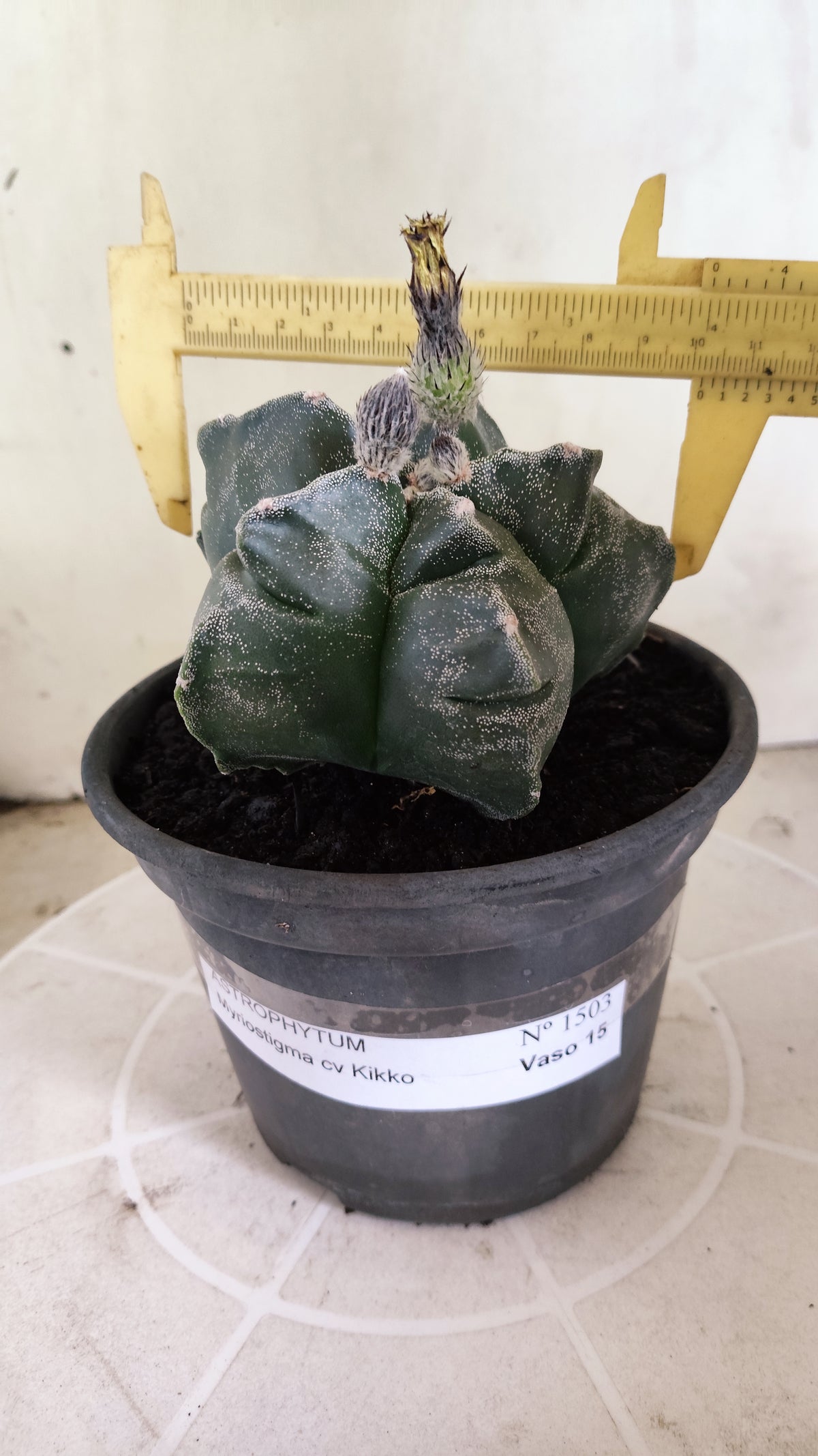 MATRIZ ASTROPHYTUM cv KIKKO  Nº 1503 – vaso 15