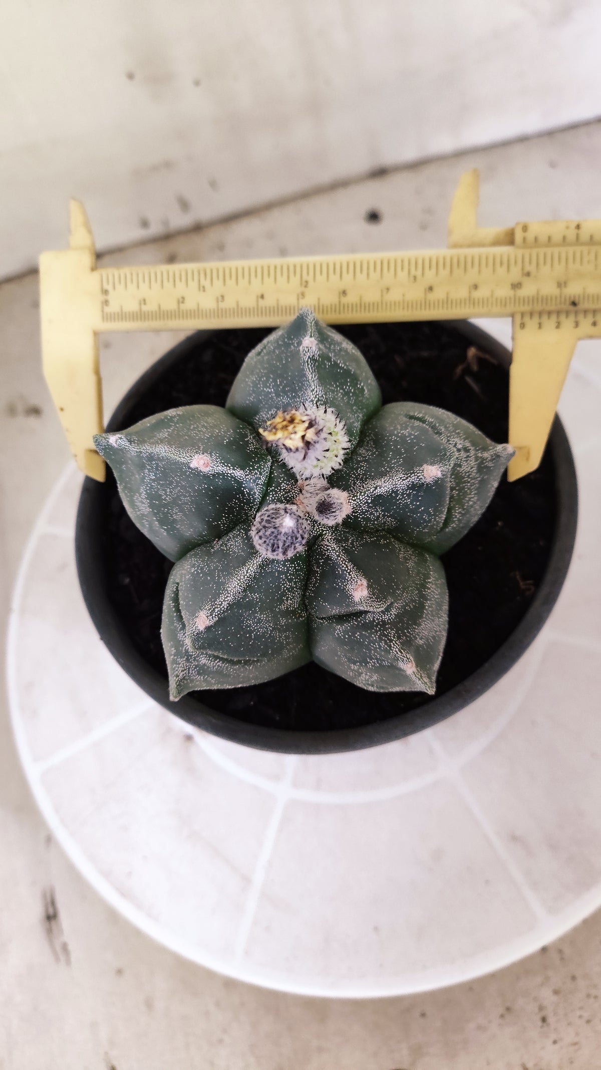 MATRIZ ASTROPHYTUM cv KIKKO  Nº 1503 – vaso 15
