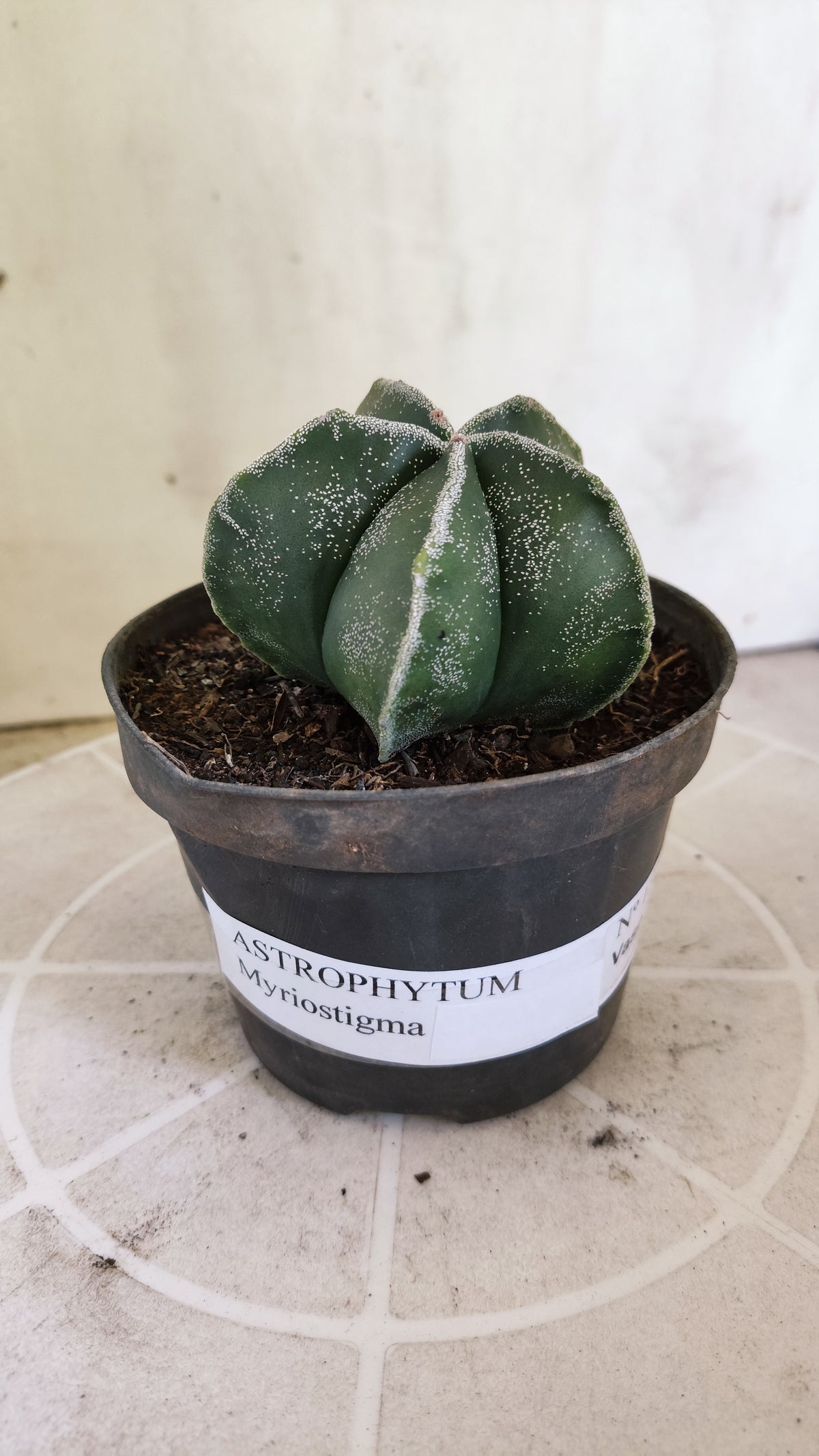 ASTROPHYTUM MYRIOSTIGMA Nº 1505 – vaso 11