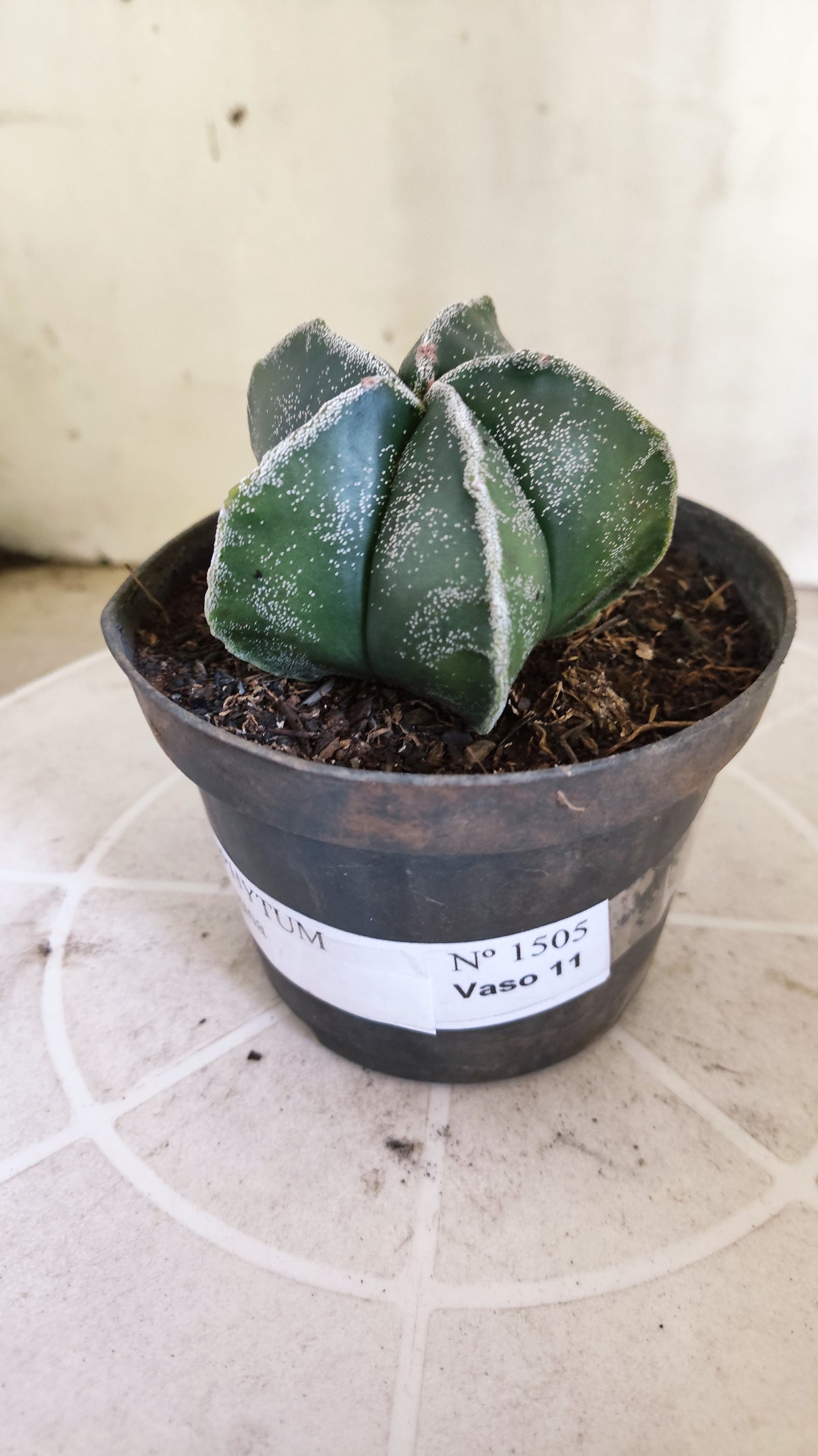 ASTROPHYTUM MYRIOSTIGMA Nº 1505 – vaso 11