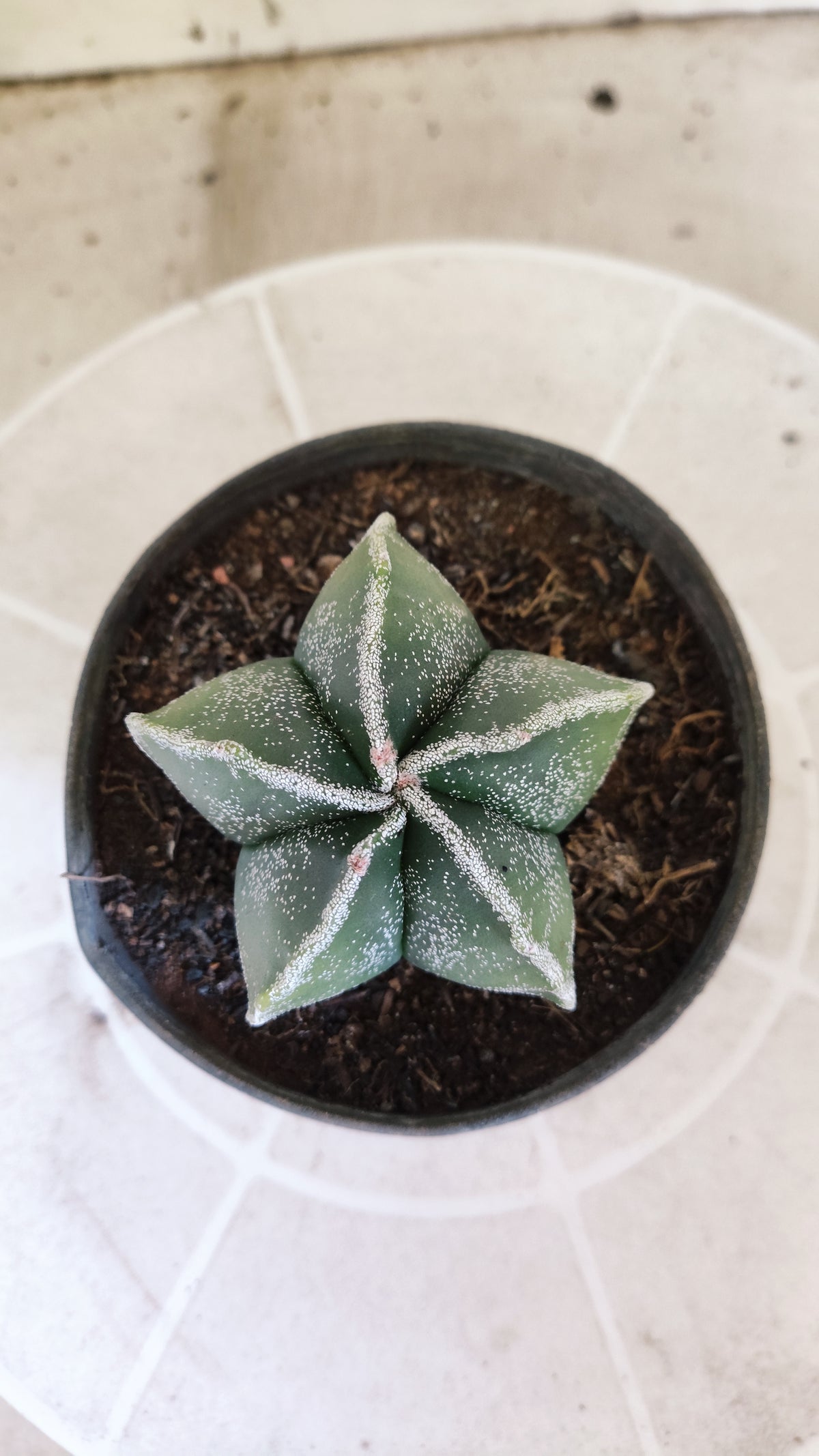 ASTROPHYTUM MYRIOSTIGMA Nº 1505 – vaso 11