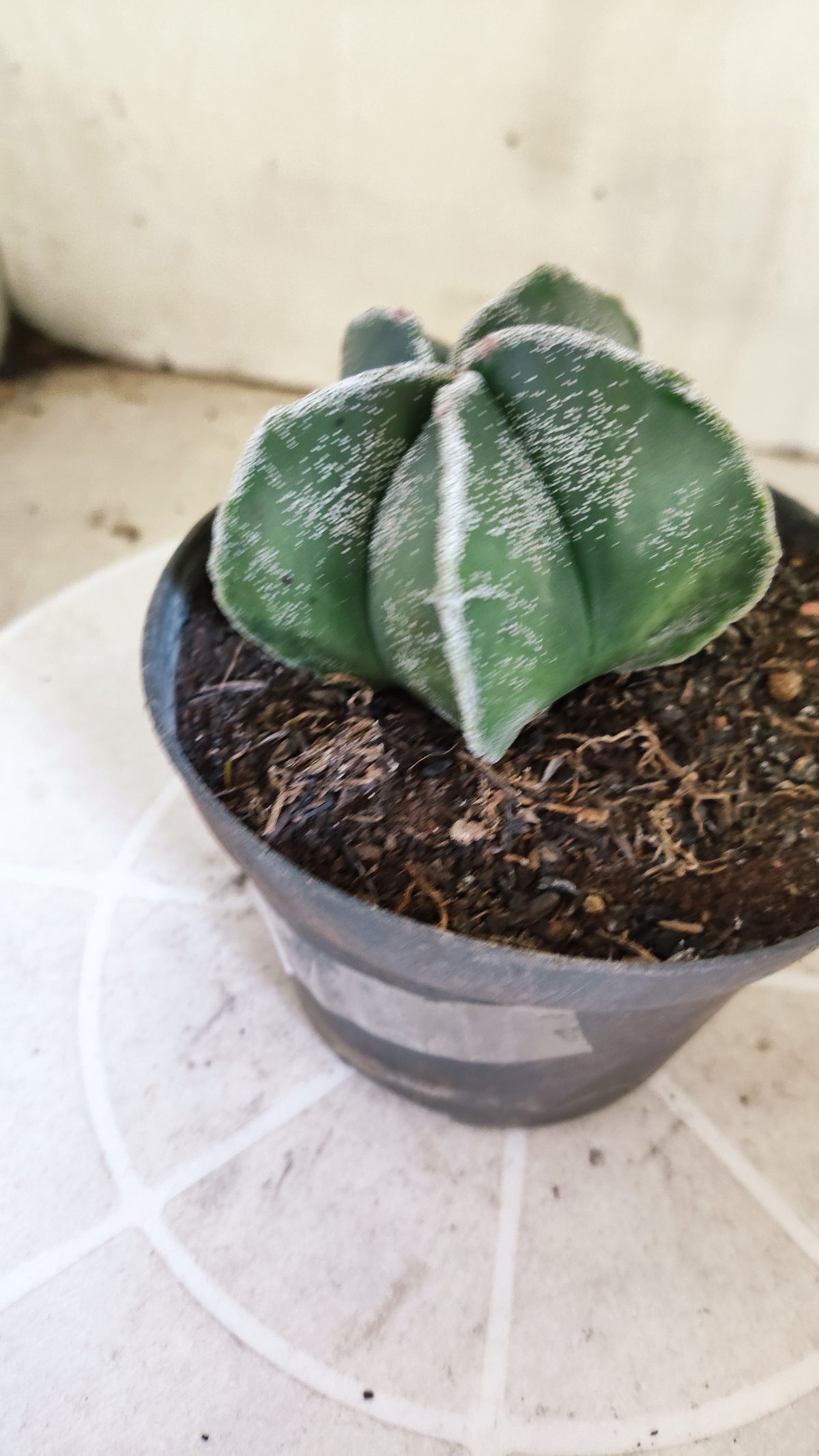 ASTROPHYTUM MYRIOSTIGMA Nº 1505 – vaso 11