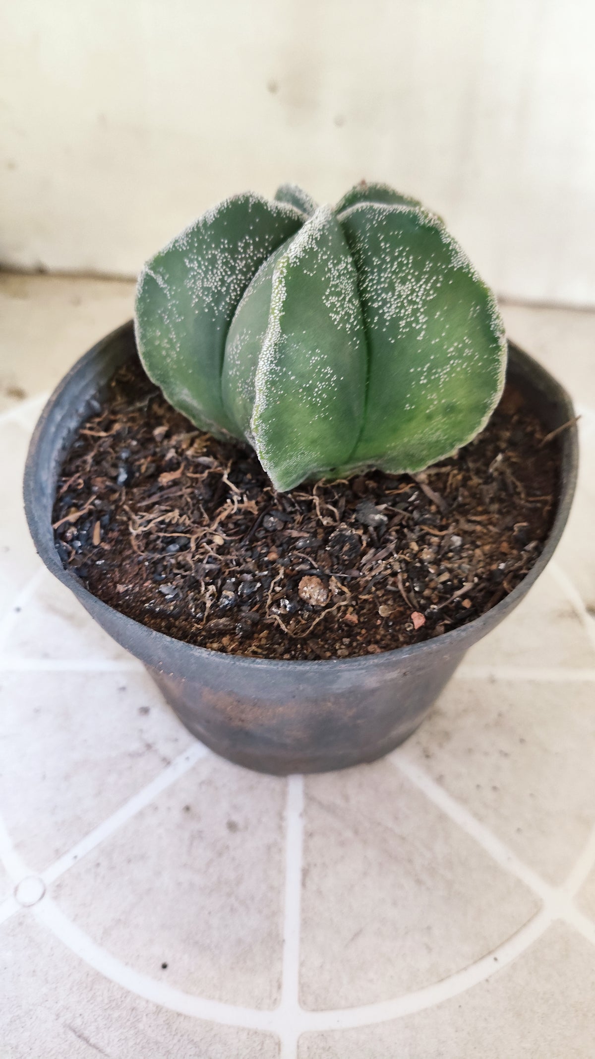ASTROPHYTUM MYRIOSTIGMA Nº 1505 – vaso 11