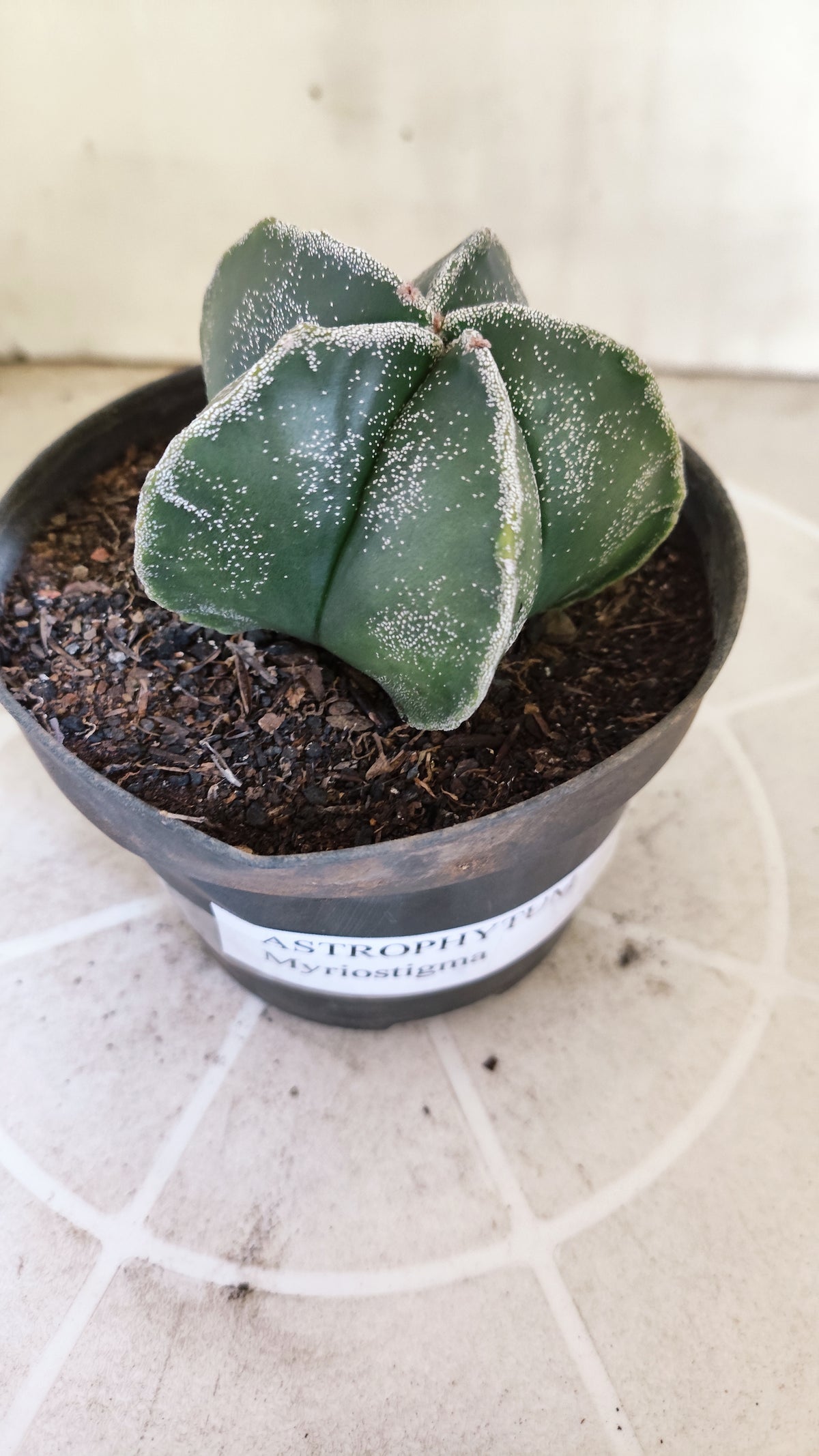 ASTROPHYTUM MYRIOSTIGMA Nº 1505 – vaso 11