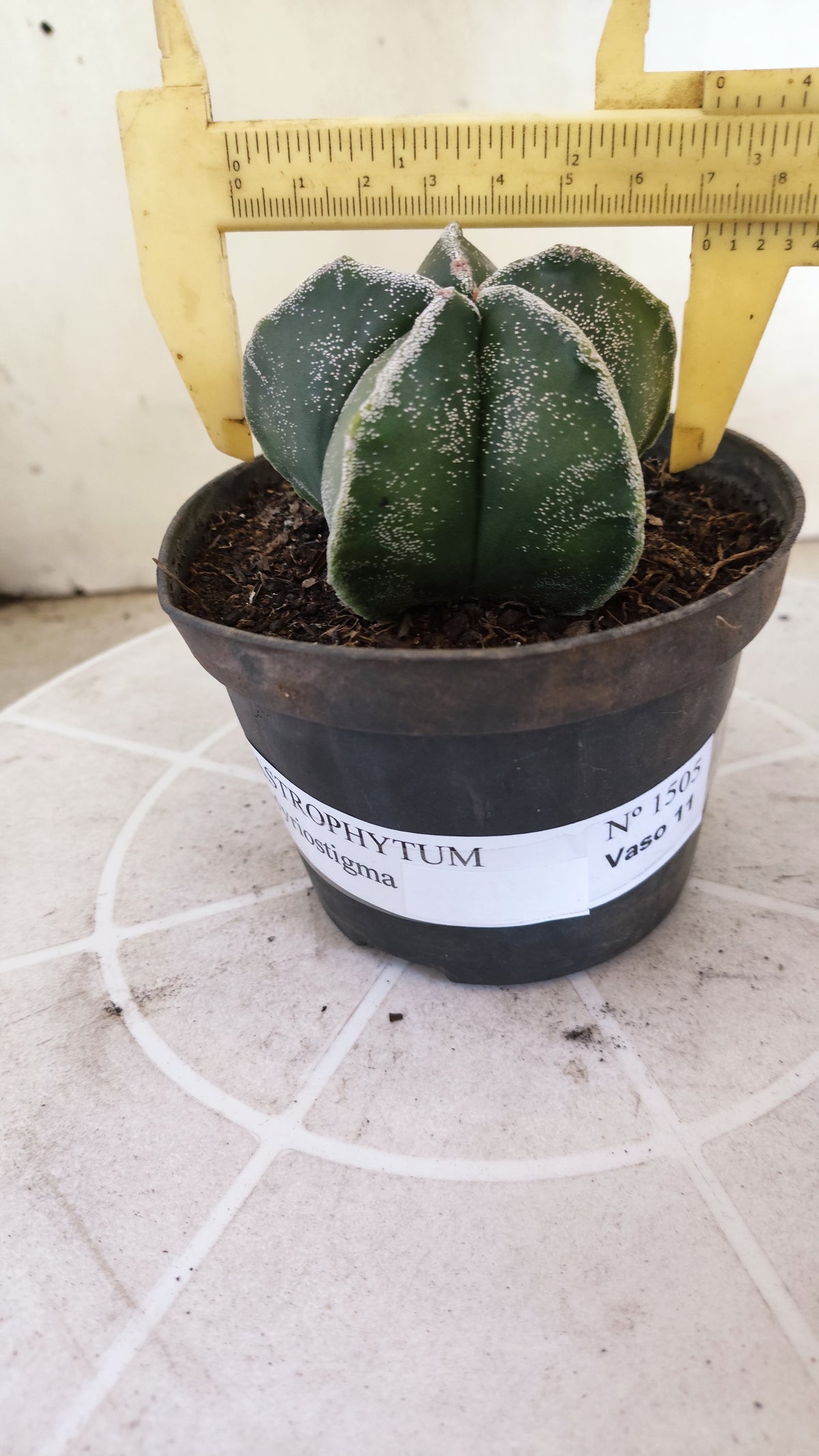 ASTROPHYTUM MYRIOSTIGMA Nº 1505 – vaso 11
