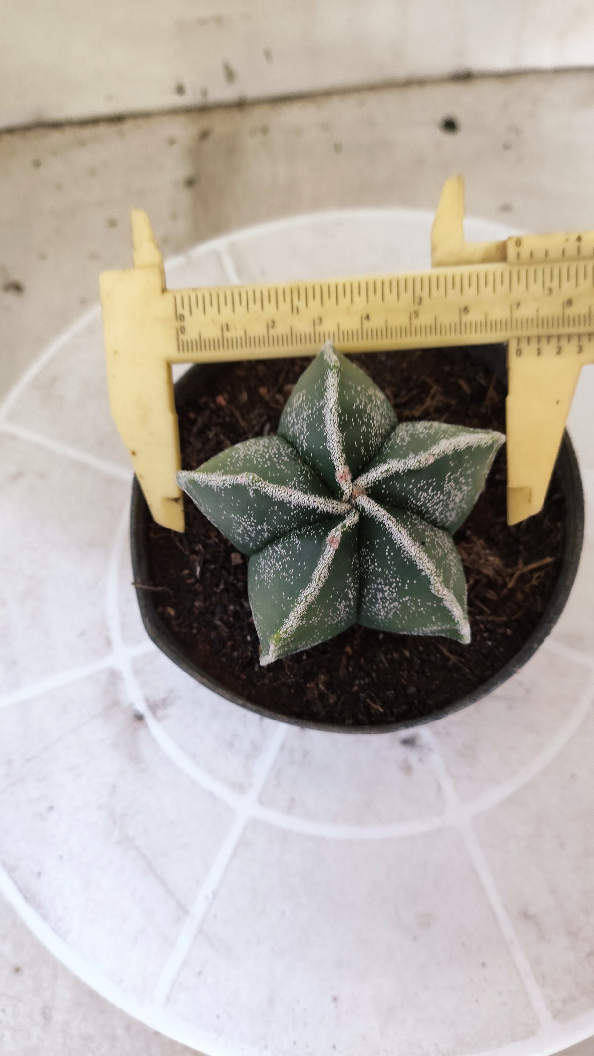 ASTROPHYTUM MYRIOSTIGMA Nº 1505 – vaso 11