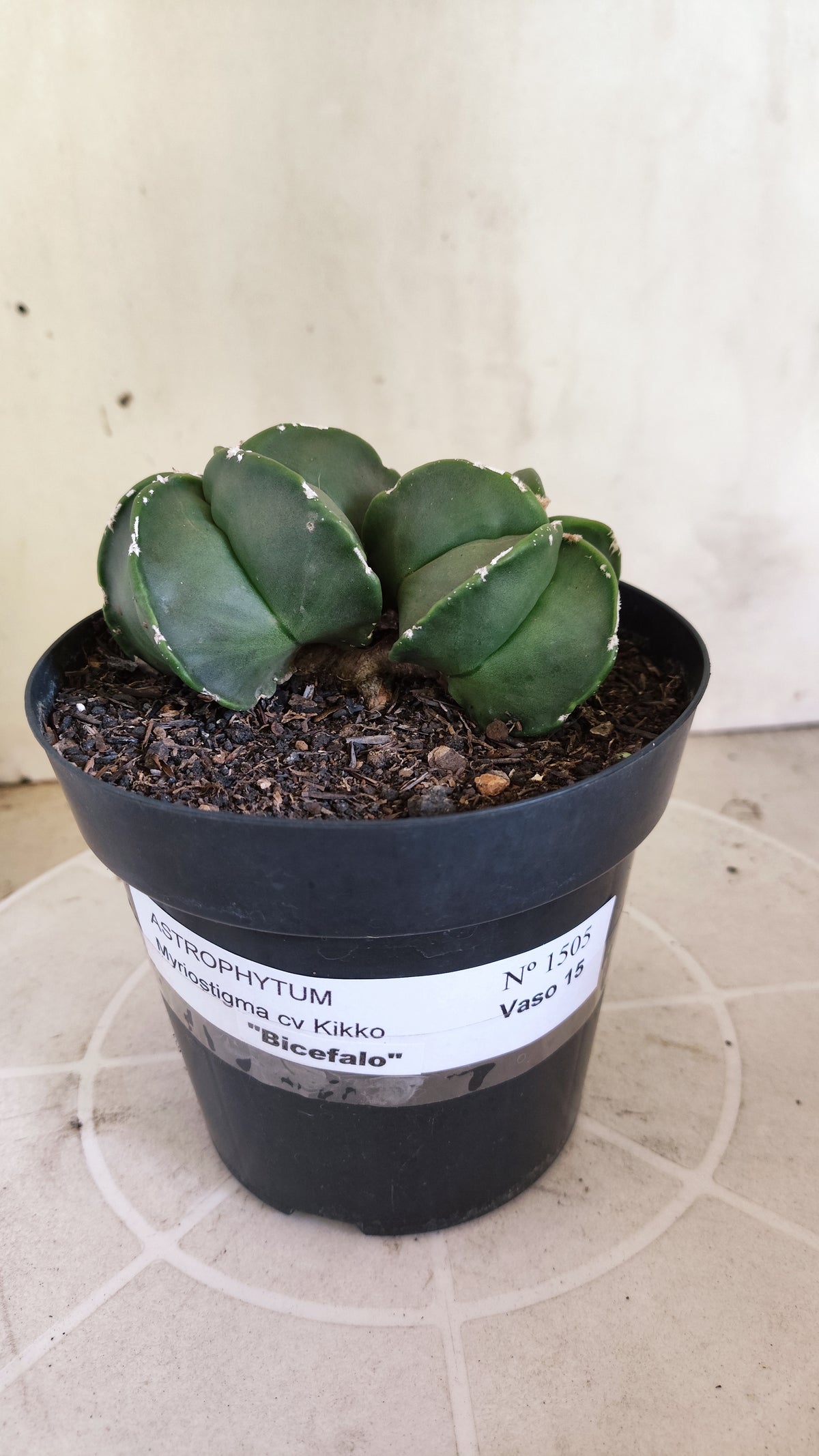 MATRIZ ASTROPHYTUM cv KIKKO "Bicefalo - Hakkun"  Nº 1503 – vaso 15