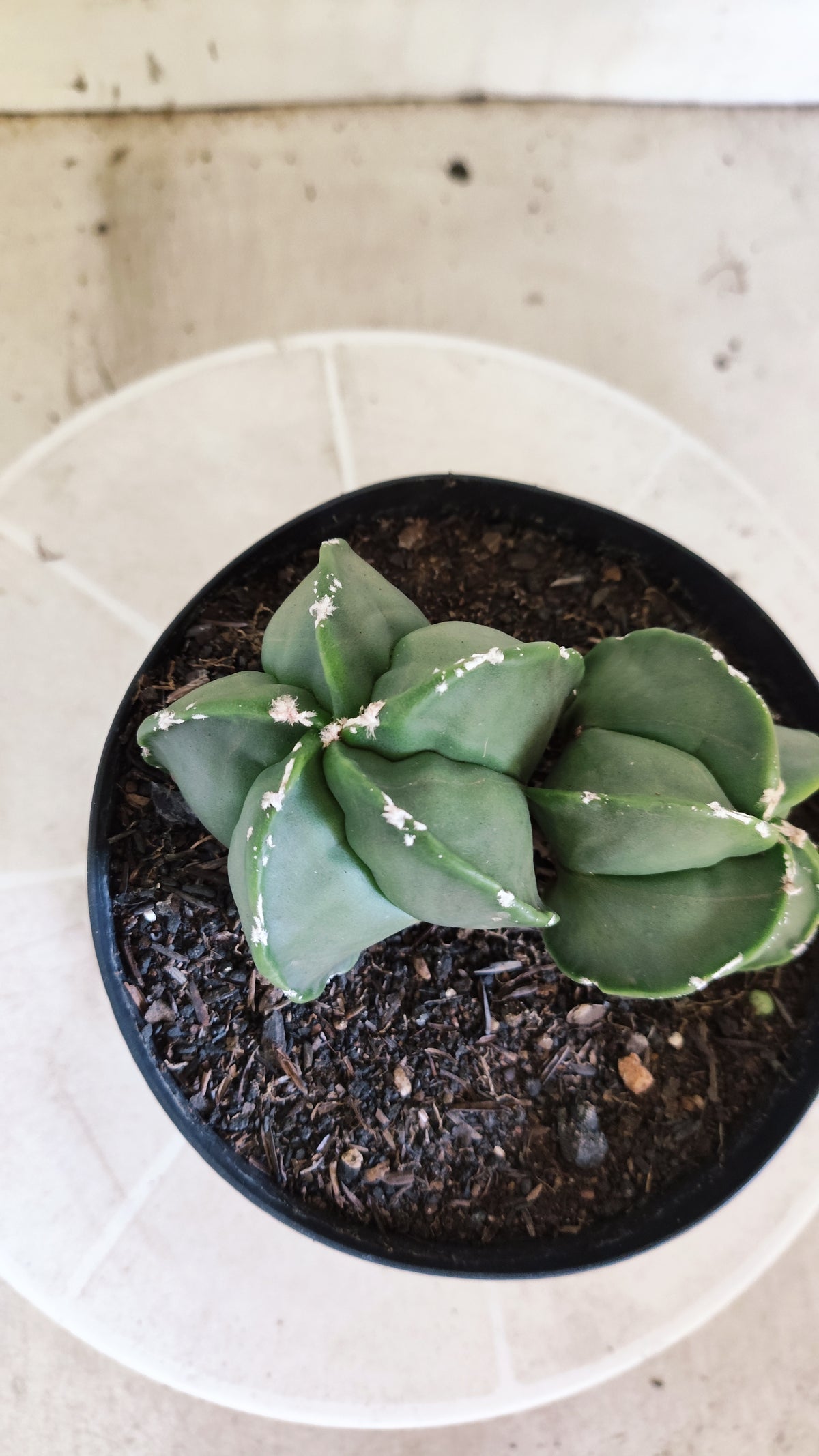 MATRIZ ASTROPHYTUM cv KIKKO "Bicefalo - Hakkun"  Nº 1503 – vaso 15