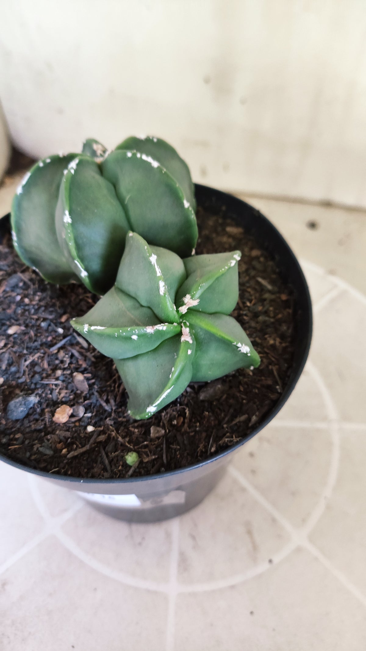 MATRIZ ASTROPHYTUM cv KIKKO "Bicefalo - Hakkun"  Nº 1503 – vaso 15