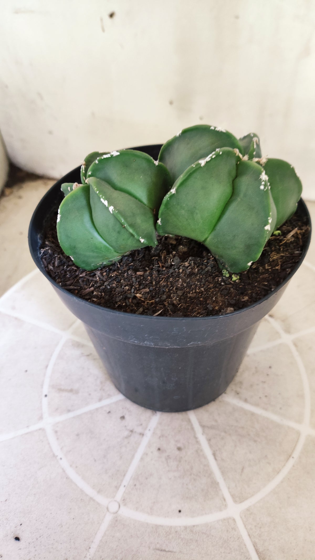 MATRIZ ASTROPHYTUM cv KIKKO "Bicefalo - Hakkun"  Nº 1503 – vaso 15