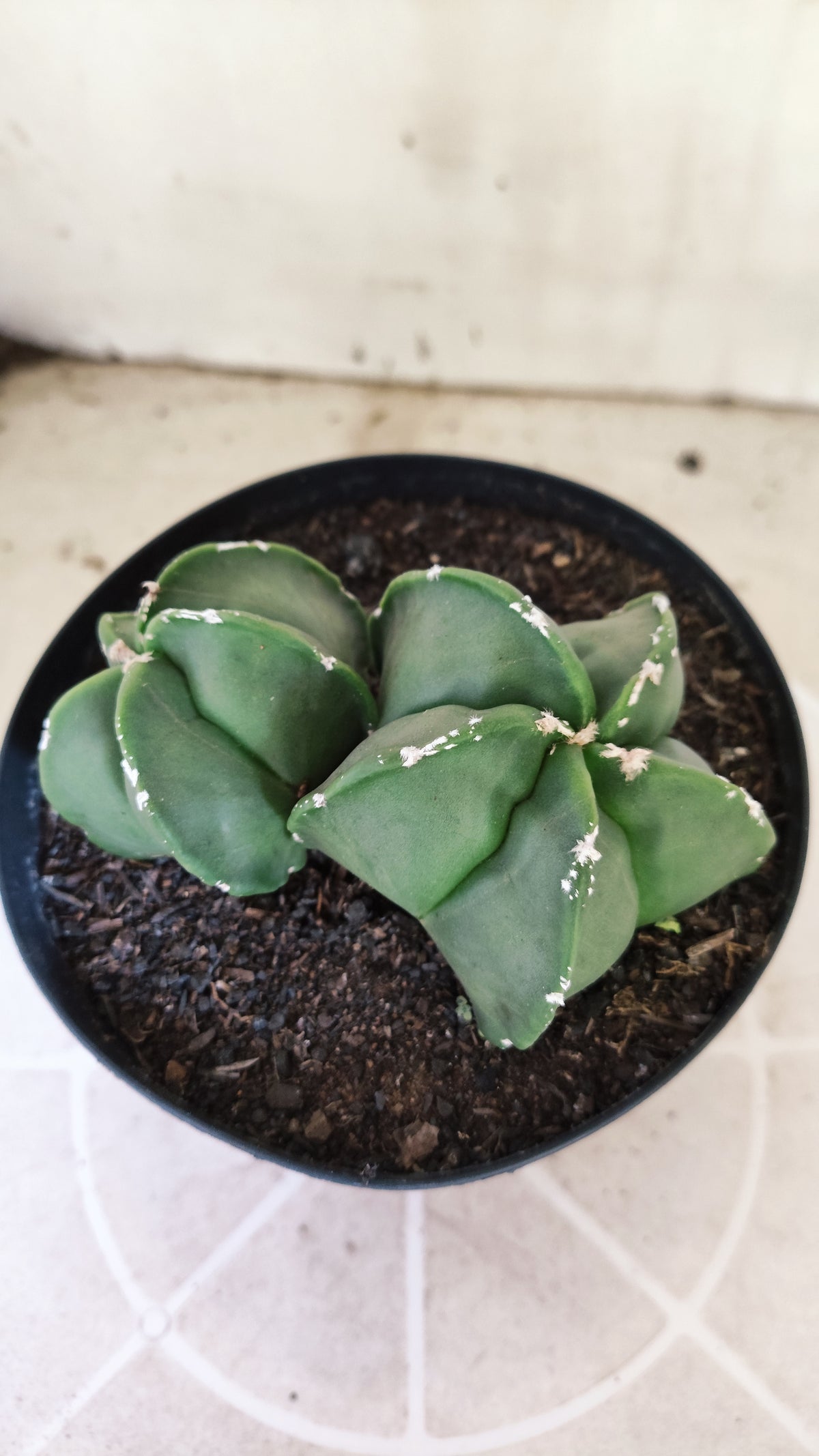 MATRIZ ASTROPHYTUM cv KIKKO "Bicefalo - Hakkun"  Nº 1503 – vaso 15